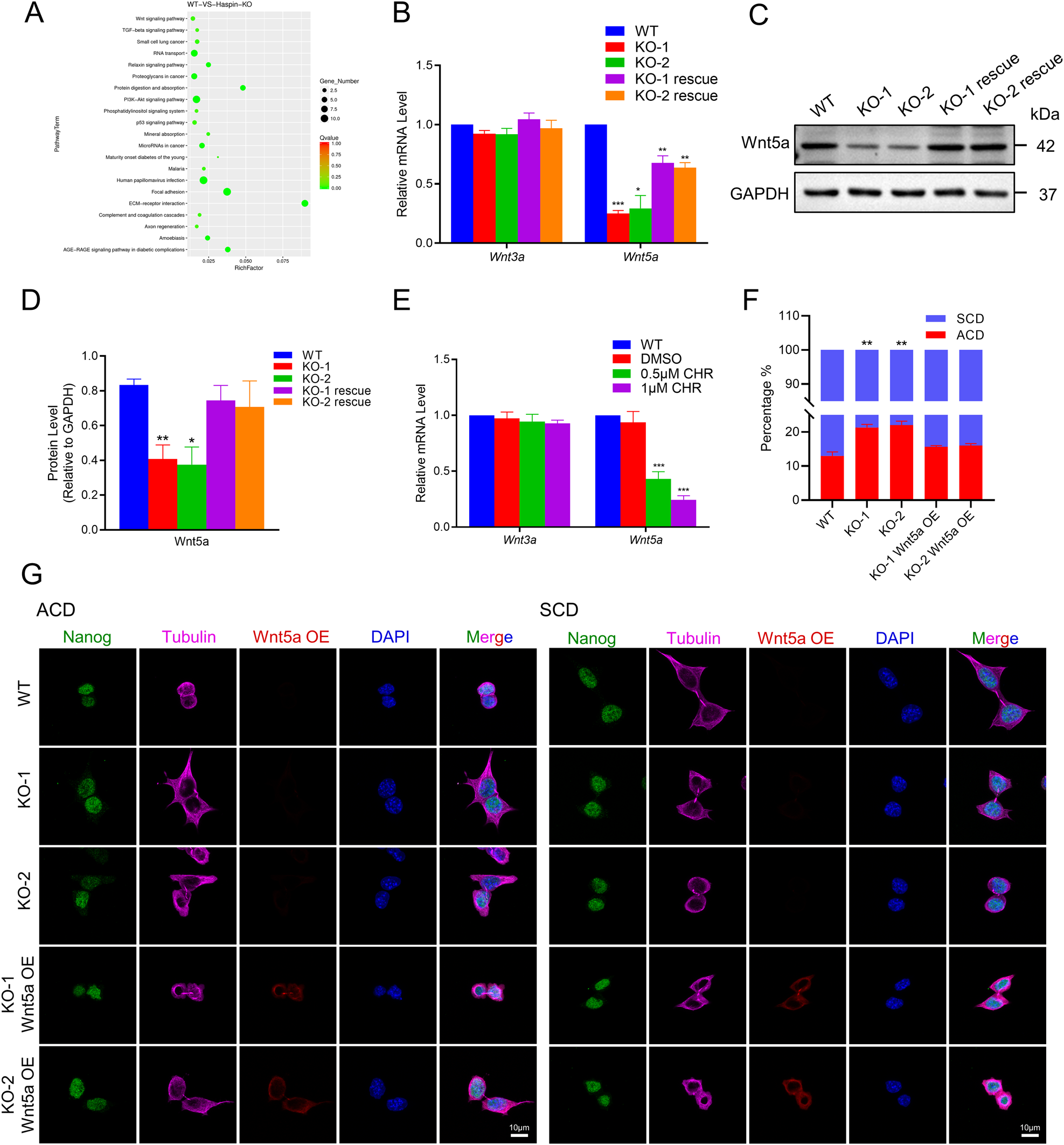 Fig. 4: Effect of Wnt5a overexpression in Haspin-KO mESCs on ACD.