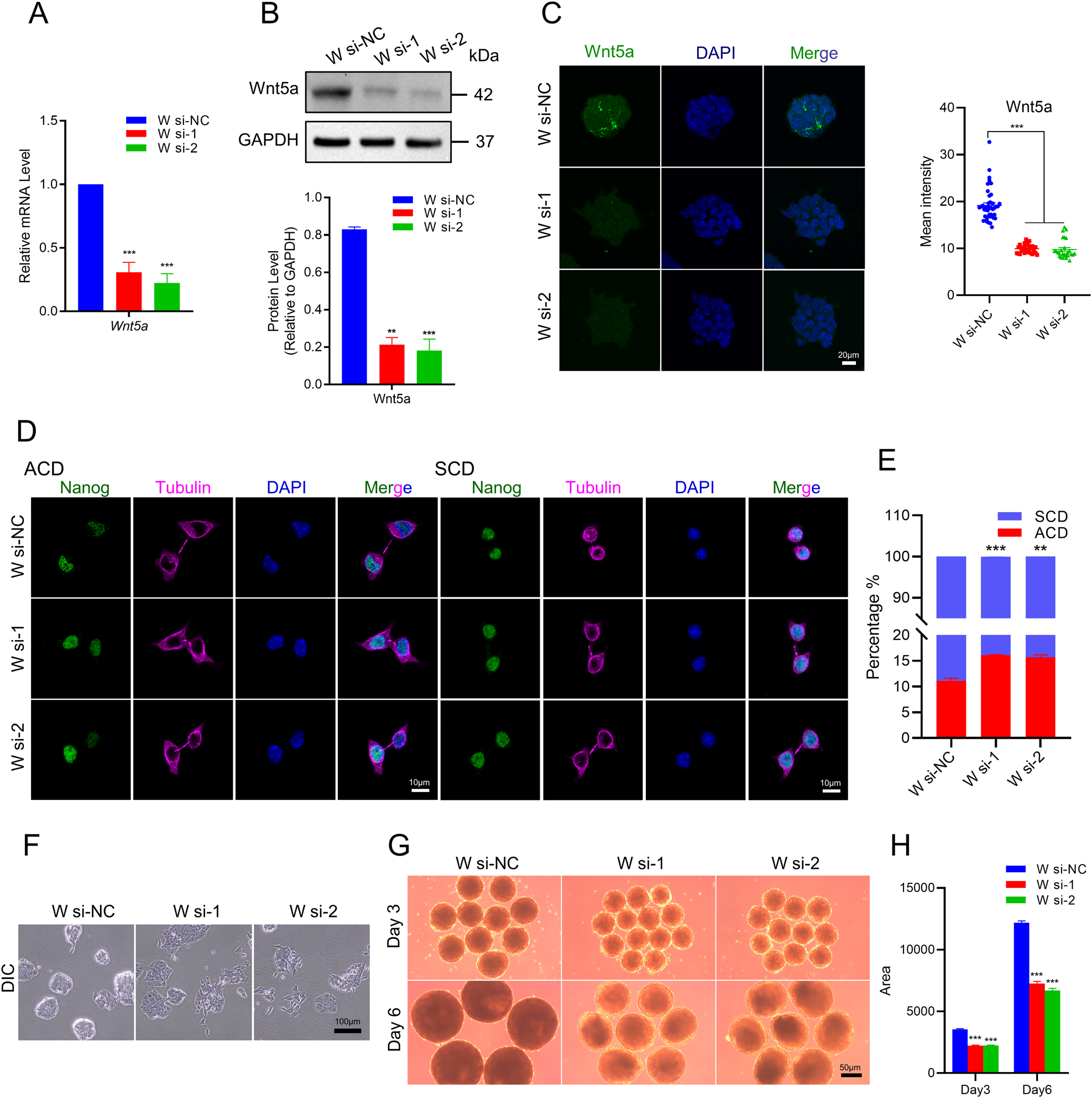 Fig. 5: Effect of Wnt5a on developmental potencies.
