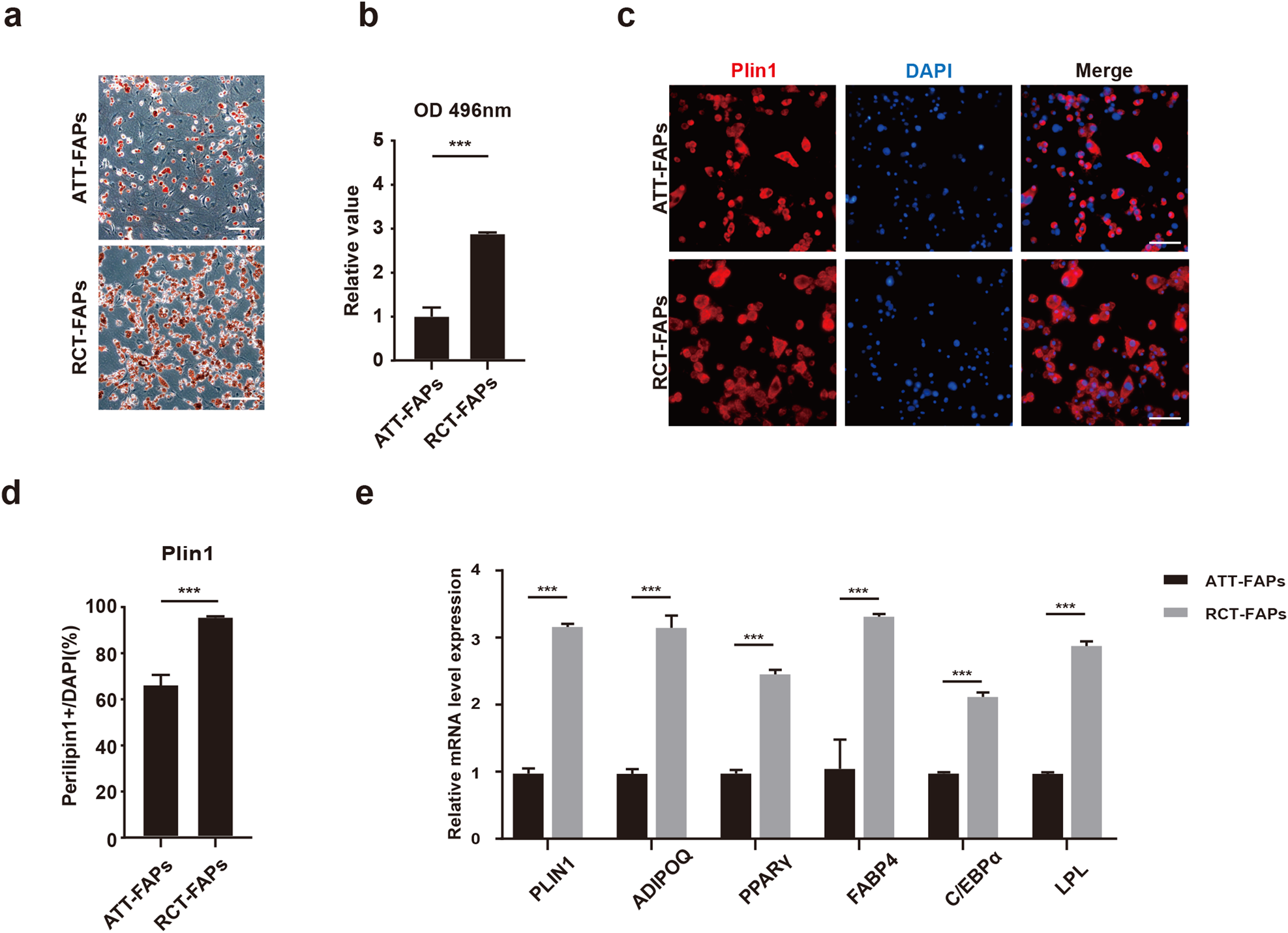 Fig. 3: RCT-FAPs showed higher adipogenic differentiation ability than ATT-FAPs.