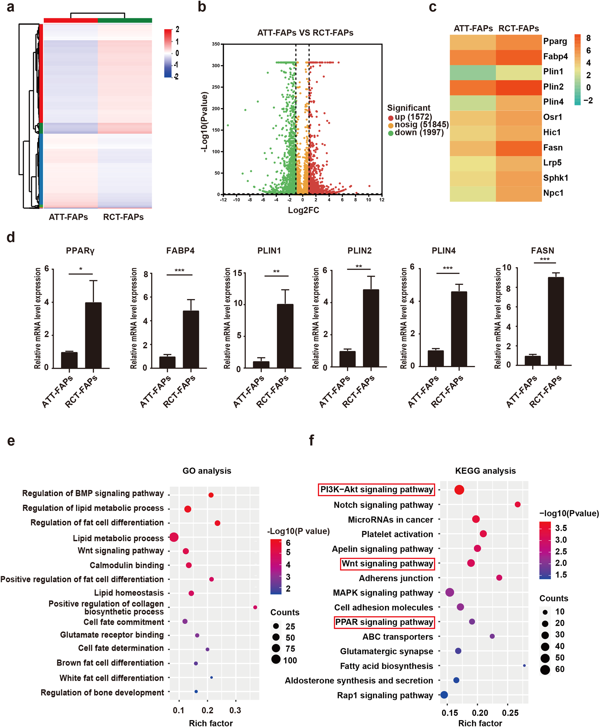 Fig. 4: RNA-seq analysis revealed that Akt, Wnt, and PPAR signaling pathways could be key mechanisms for FAP adipogenesis.