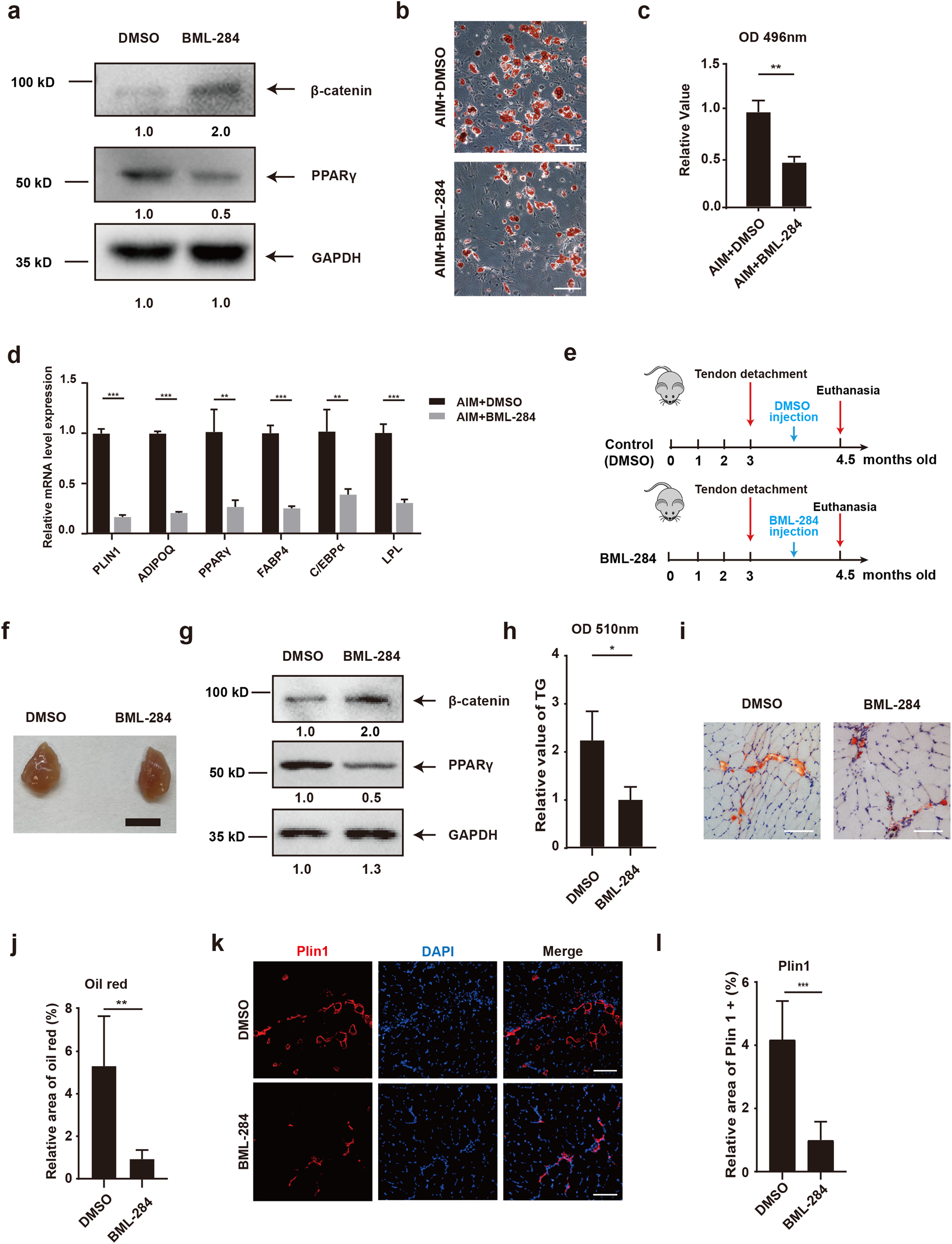 Fig. 6: Activation of β-catenin alleviated fatty infiltration in RCT models.