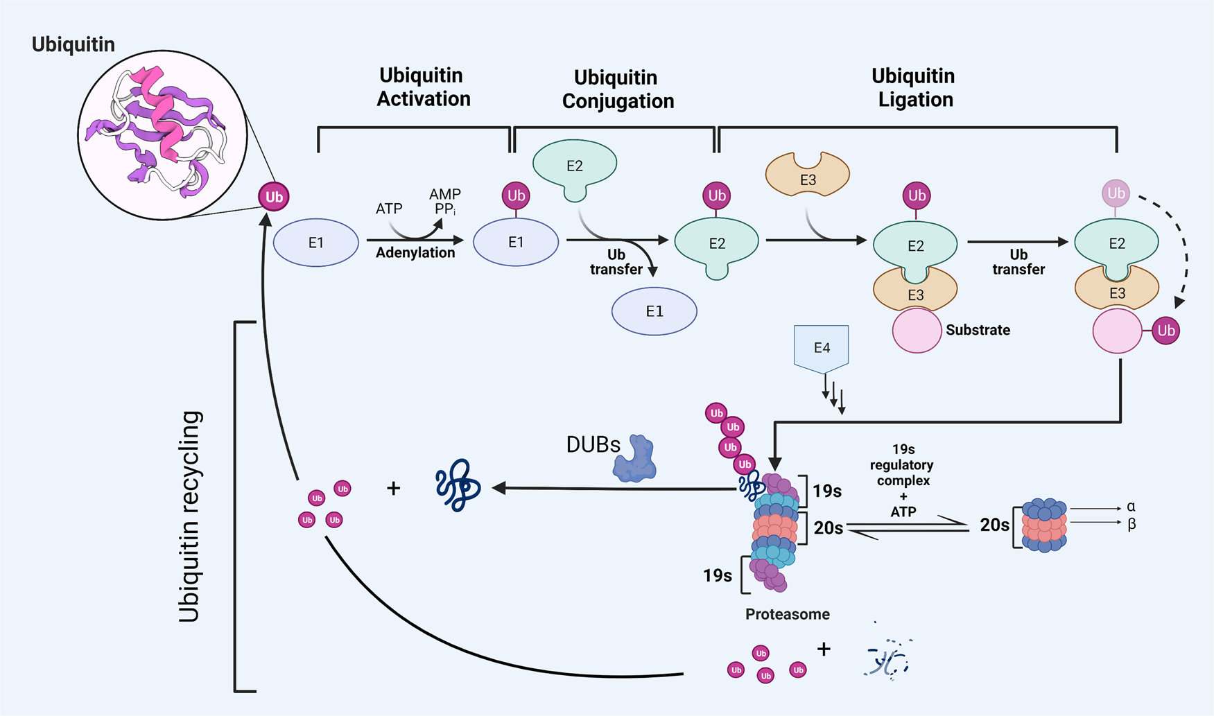 USP32 deubiquitinase: cellular functions, regulatory mechanisms, and  potential as a cancer therapy target | Cell Death Discovery