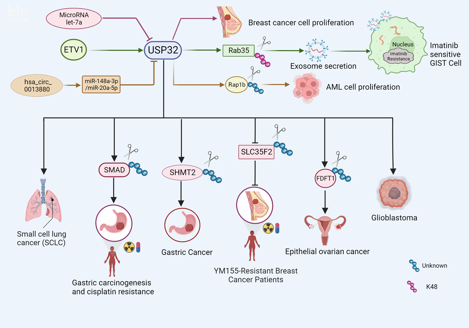 Fig. 6: USP32 the function of many malignancies.