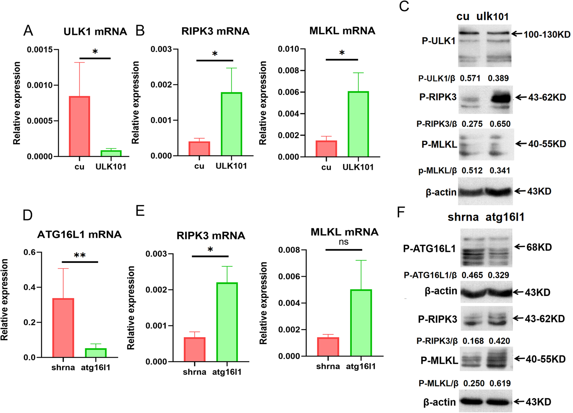 Fig. 8: Knockdown of ULK1 and ATG16L1 enhances necroptosis.