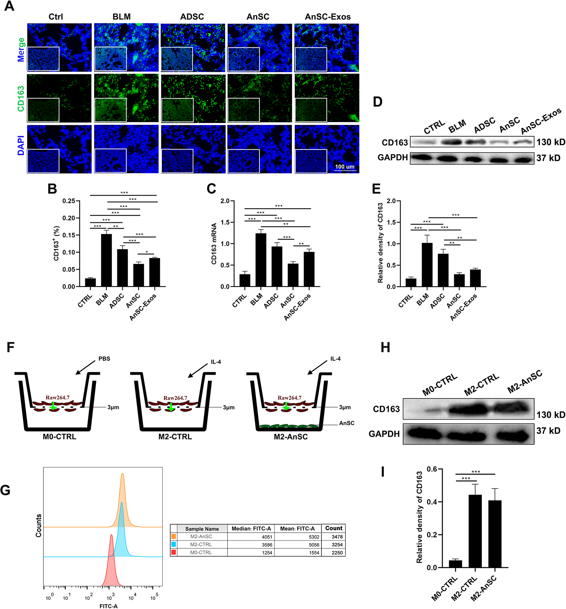 Fig. 3: Numbers of M2 macrophages under treatment with AnSCs and AnSC-Exos in the BLM-induced PF mice.