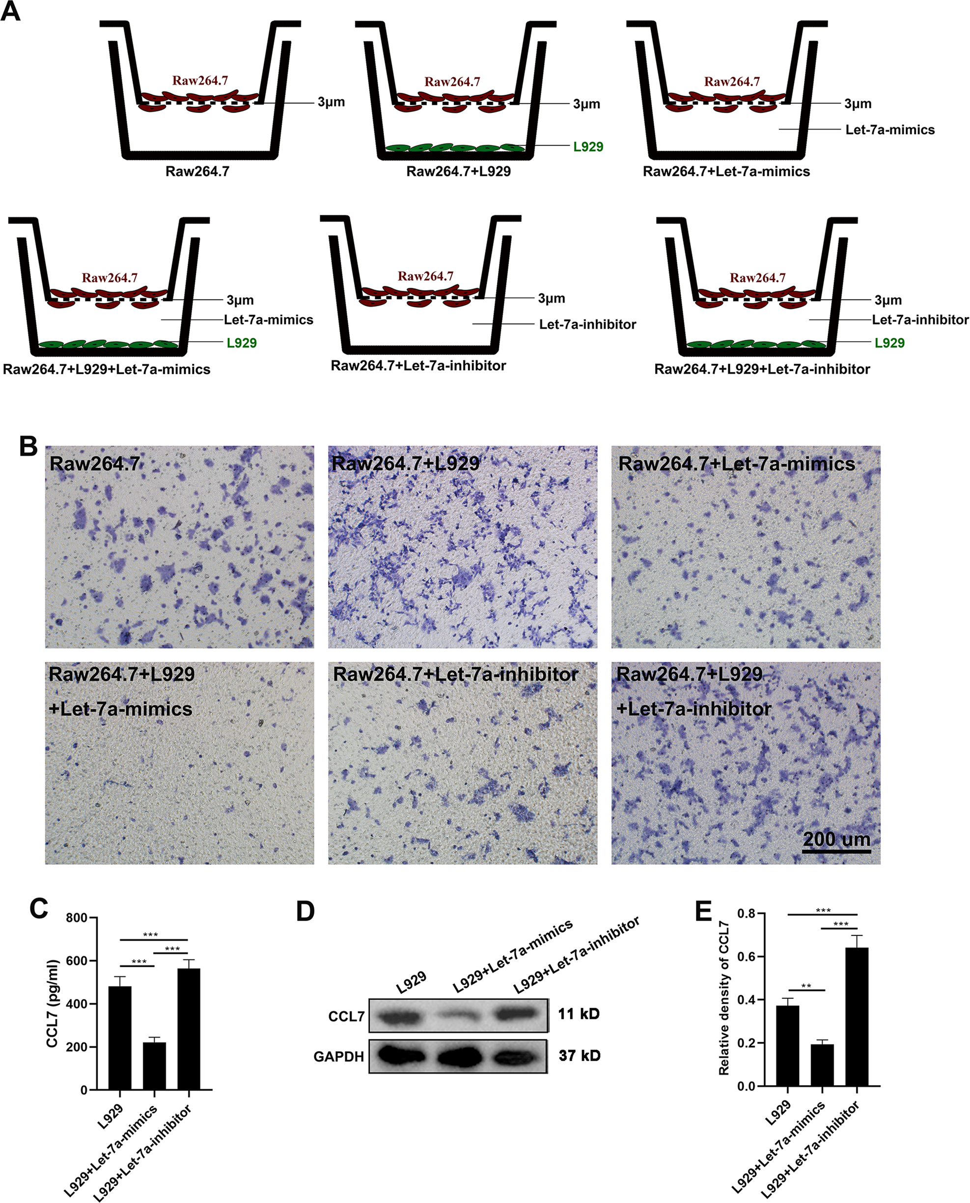 Fig. 6: Inhibition of fibroblast-induced macrophage migration by AnSC-Exos-let-7a.