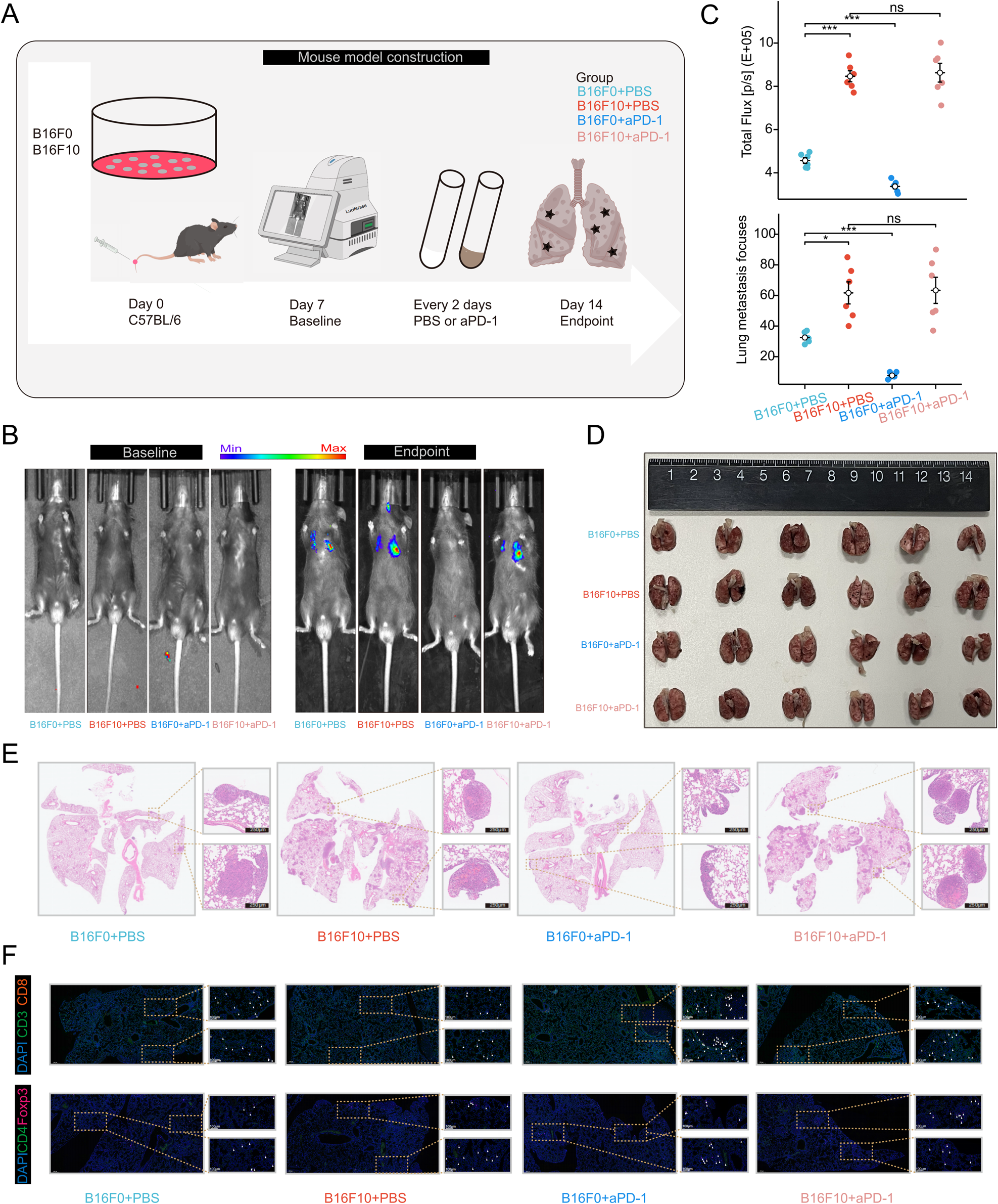 Fig. 7: Early intervention with aPD-1 significantly inhibits lung metastasis in the low MET score group.