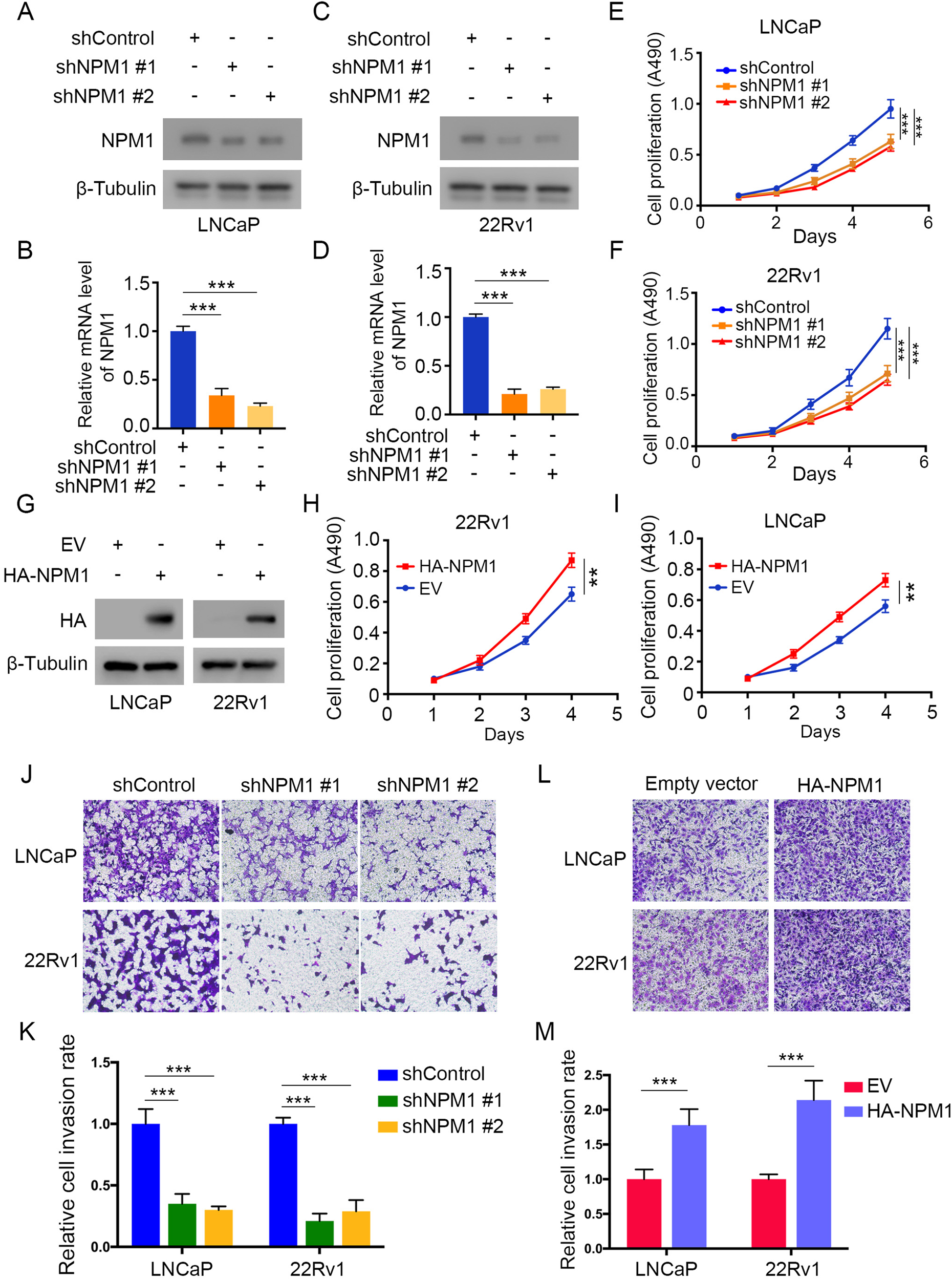 Fig. 2: NPM1 overexpression leads to the proliferation and invasion of PCa cells.