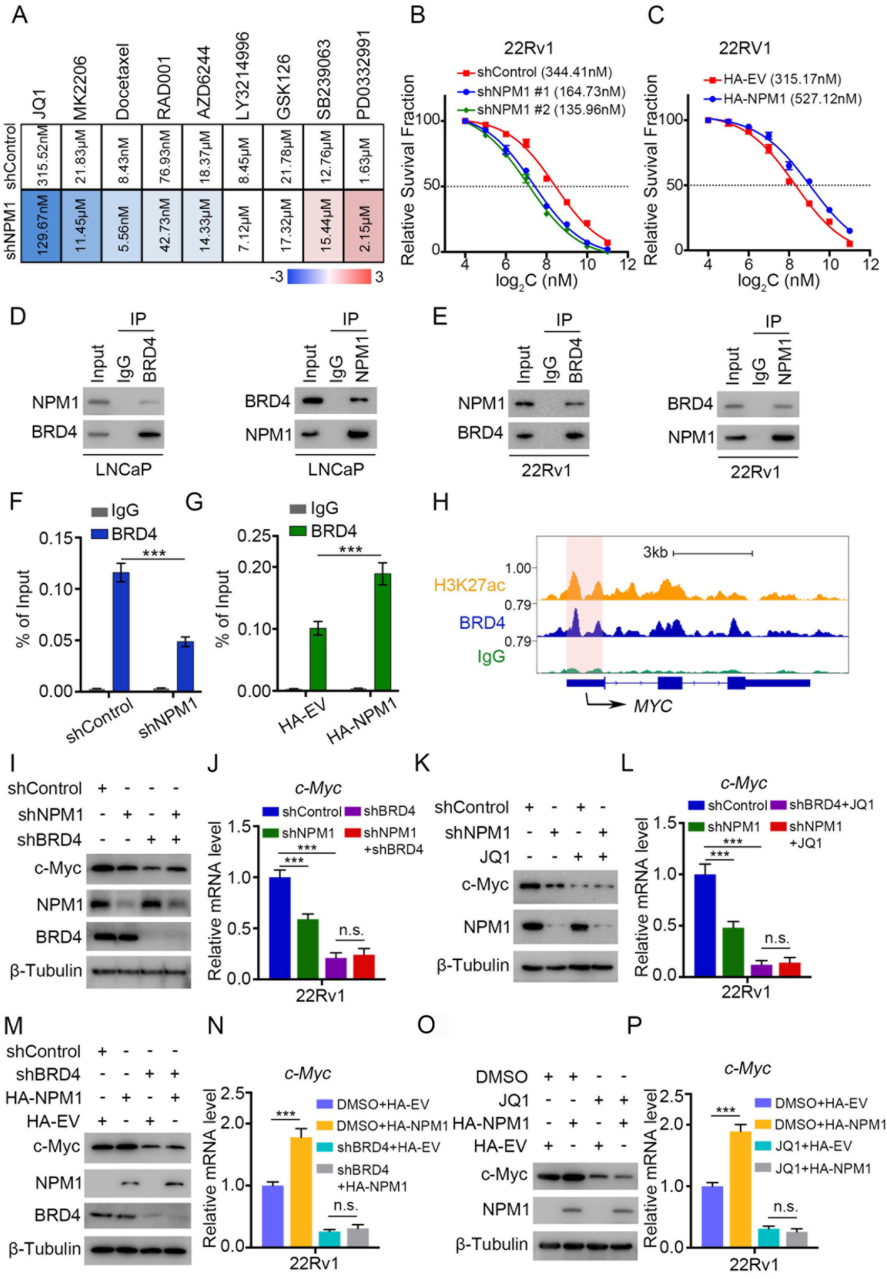 Fig. 5: BRD4 is involved in the NPM1‒c-Myc oncogenic pathway.