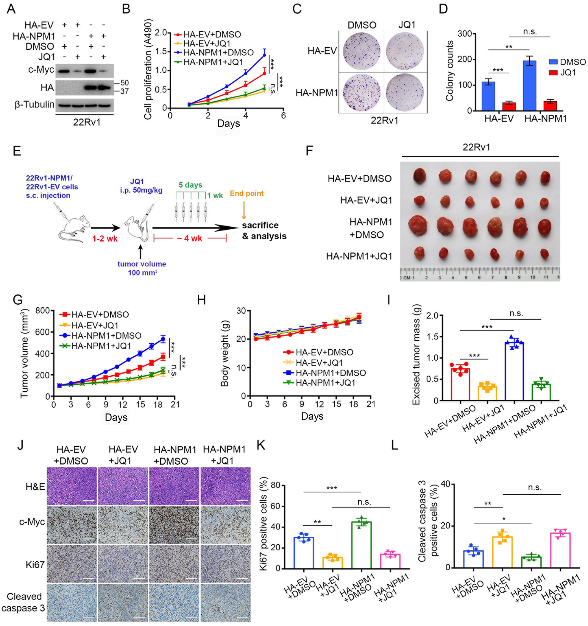 Fig. 6: BET inhibitor blocks the NPM1‒c-Myc oncogenic pathway to suppress PCa progression in vitro and in vivo.