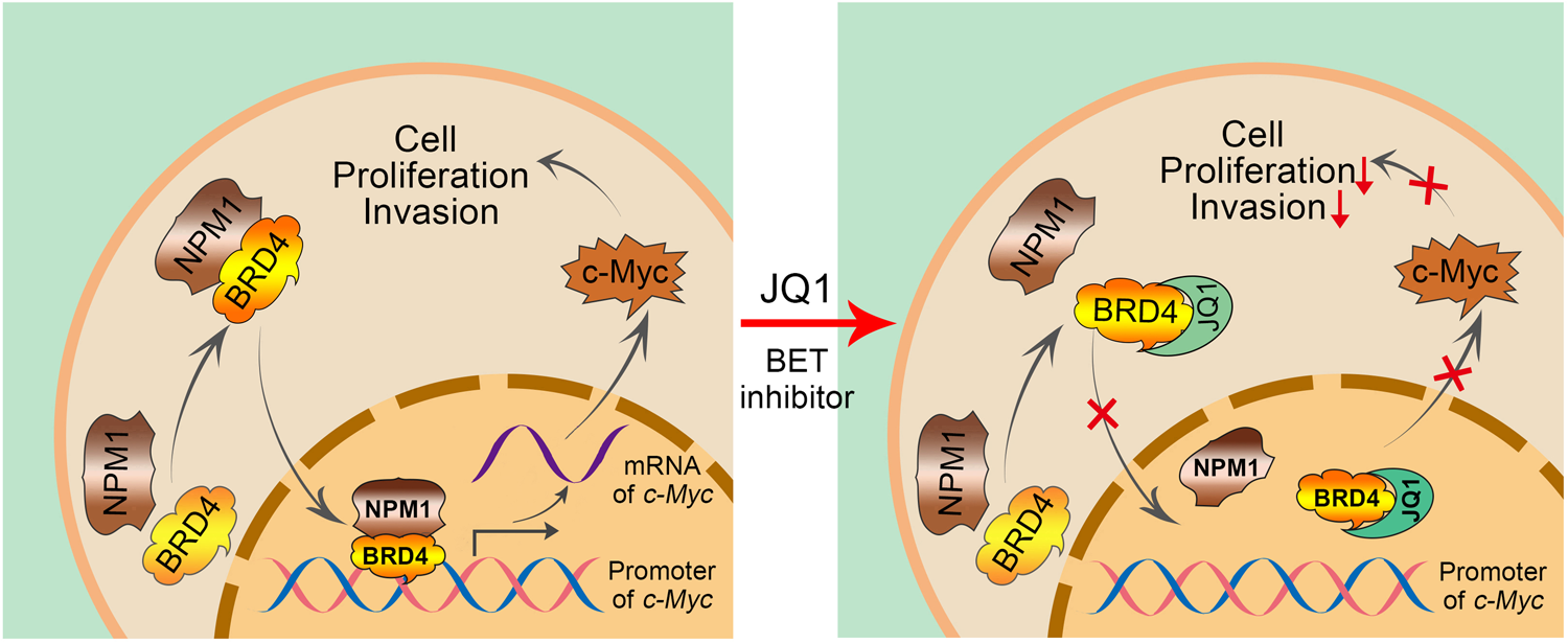 Fig. 7: A working model based on the current findings.