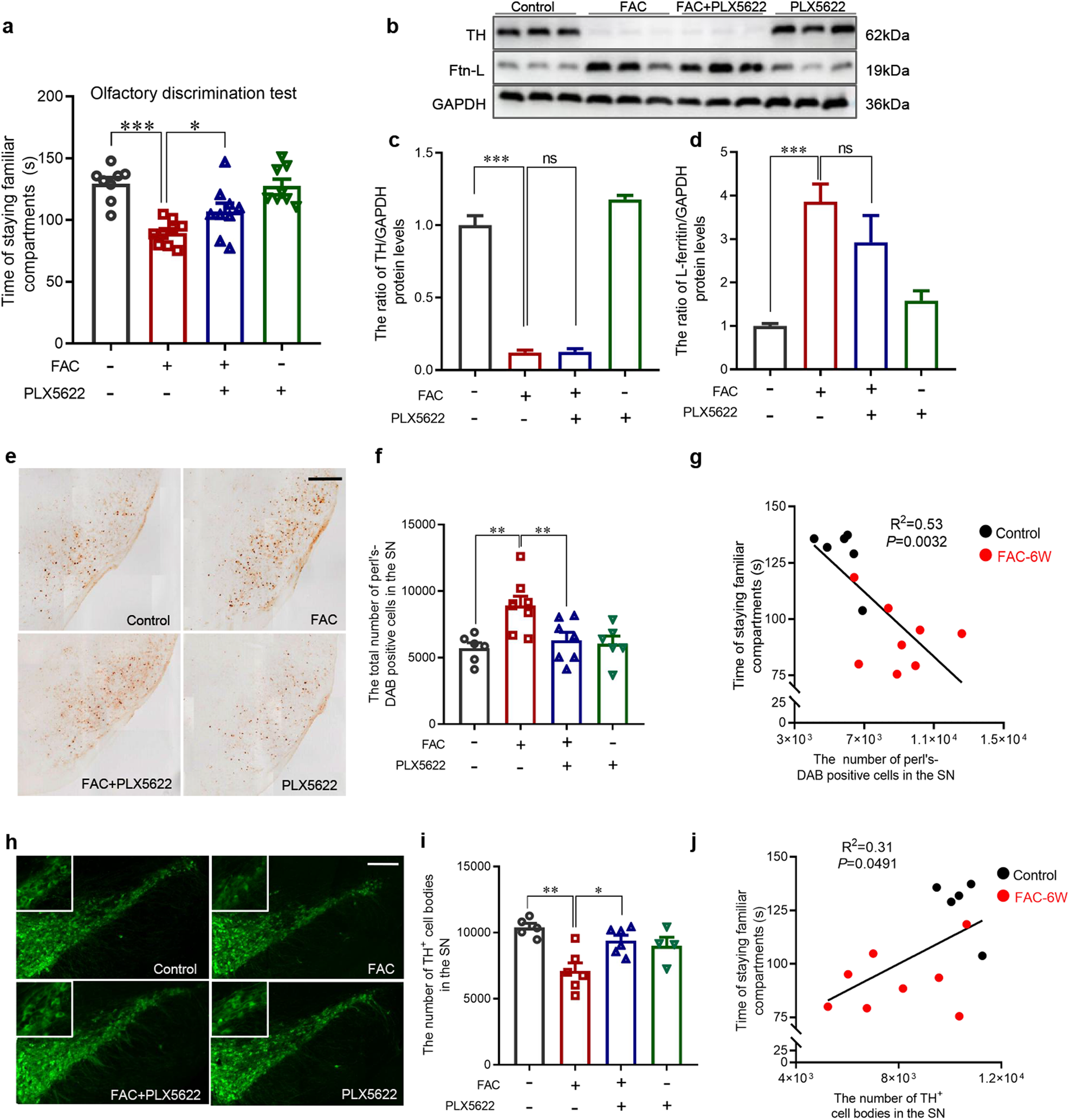 Fig. 5: Effects of PLX5622-formulated diet on olfactory discrimination, OB lesions and SN lesions in mice with FAC administration.