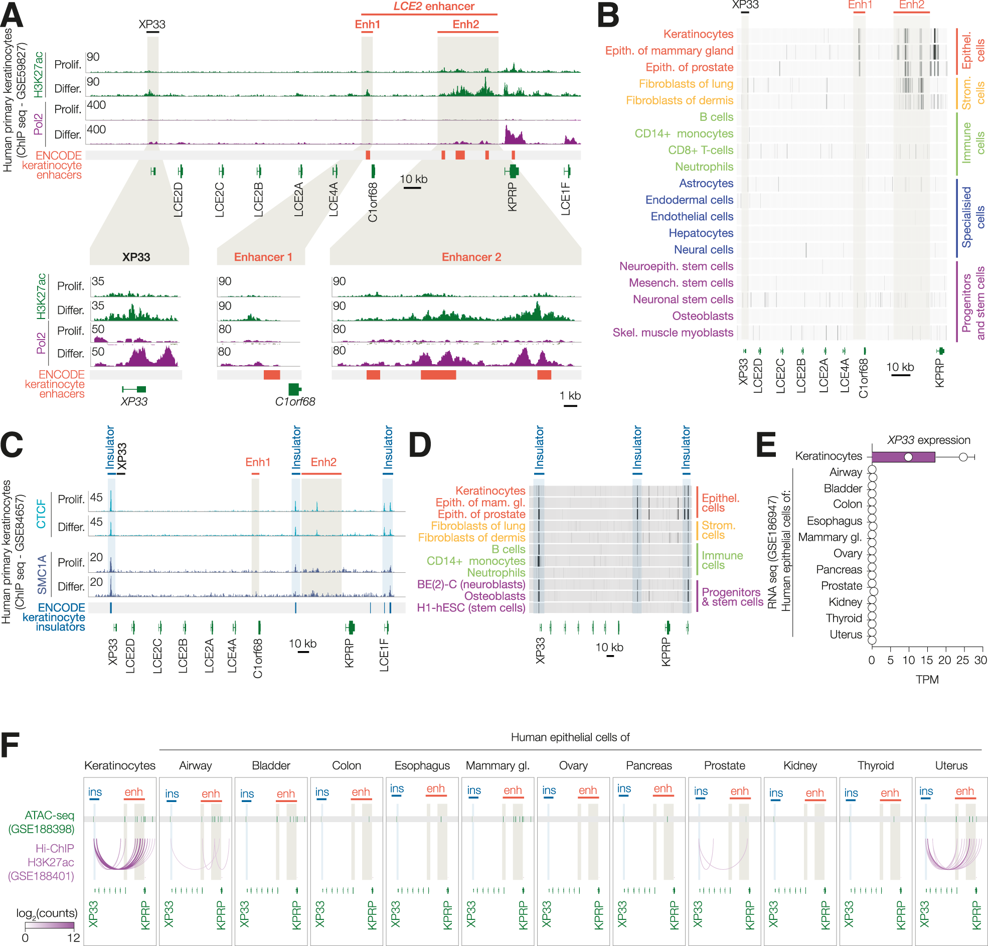 Fig. 3: An epithelia-specific enhancer within the LCE2 locus is activated during differentiation.