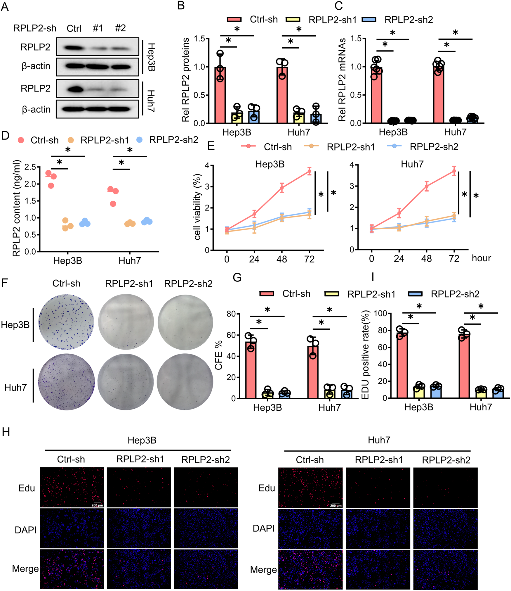 Fig. 2: Knockdown of RPLP2 suppresses the proliferation of HCC cells.