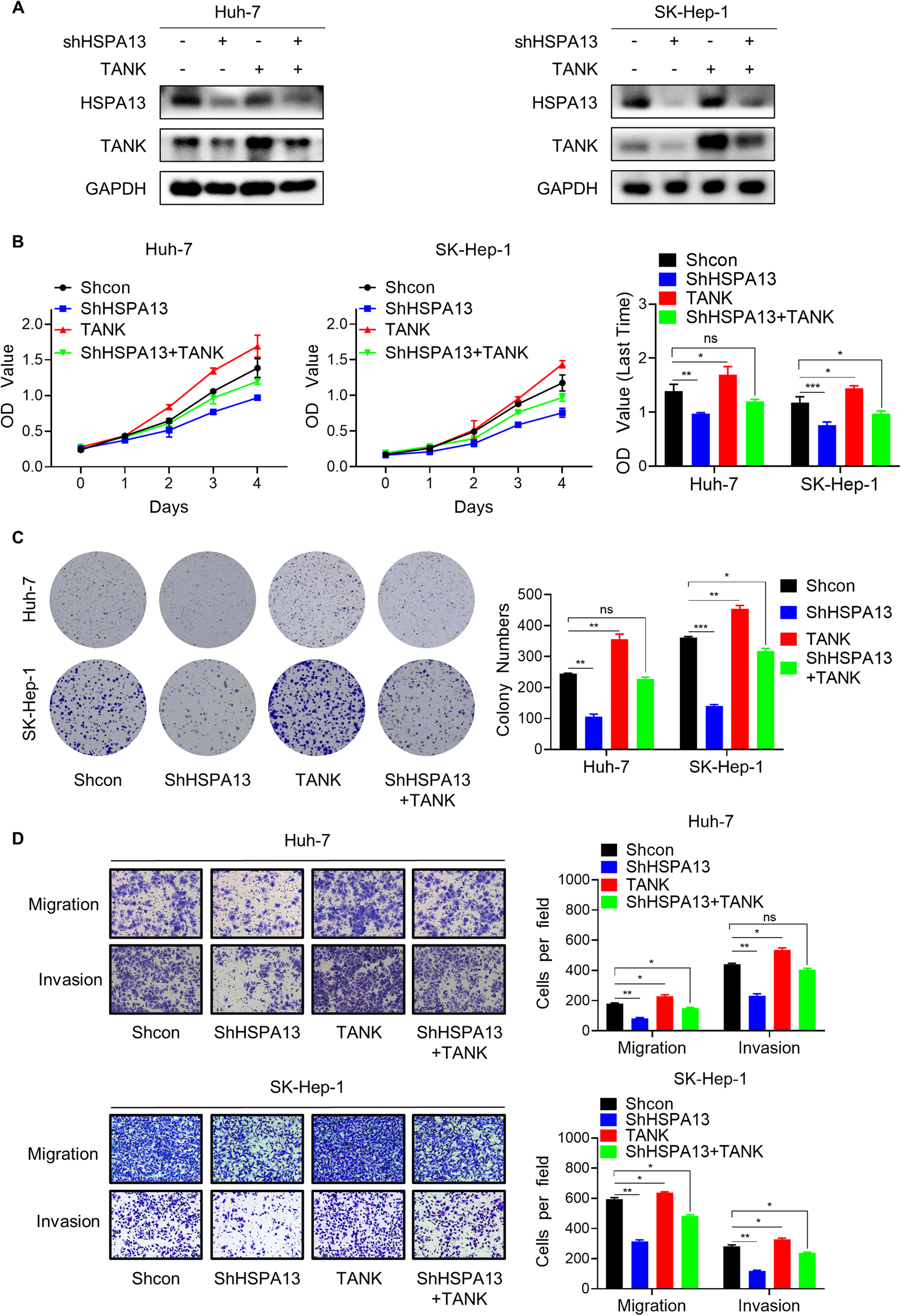 Fig. 5: HSPA13 exerts oncogenic effects partially through TANK.