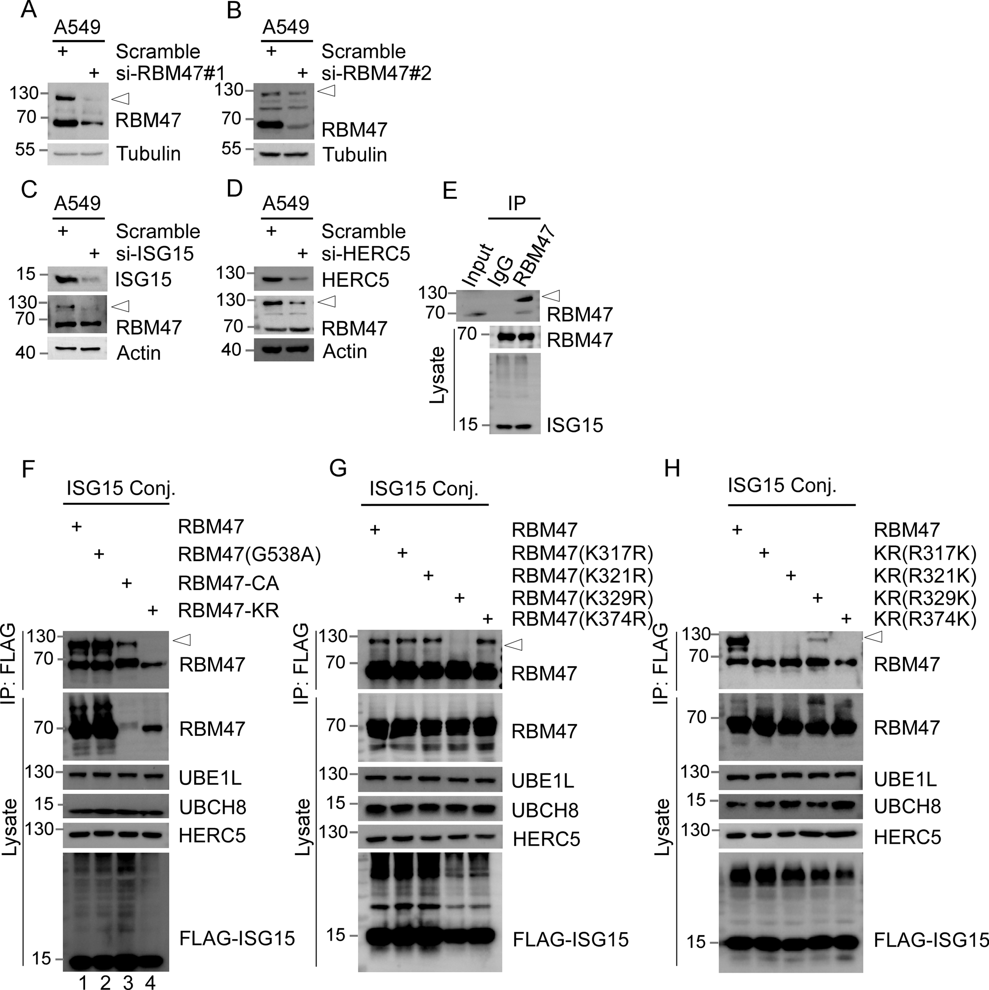 Fig. 1: RBM47 is ISGylated at Lys329.