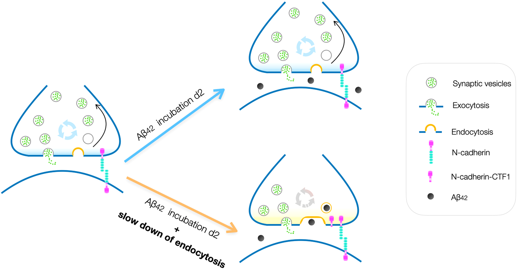 Fig. 5: Model for enhanced synaptotoxicity caused by the combination of Aβ oligomers and slowed synaptic vesicle endocytosis.