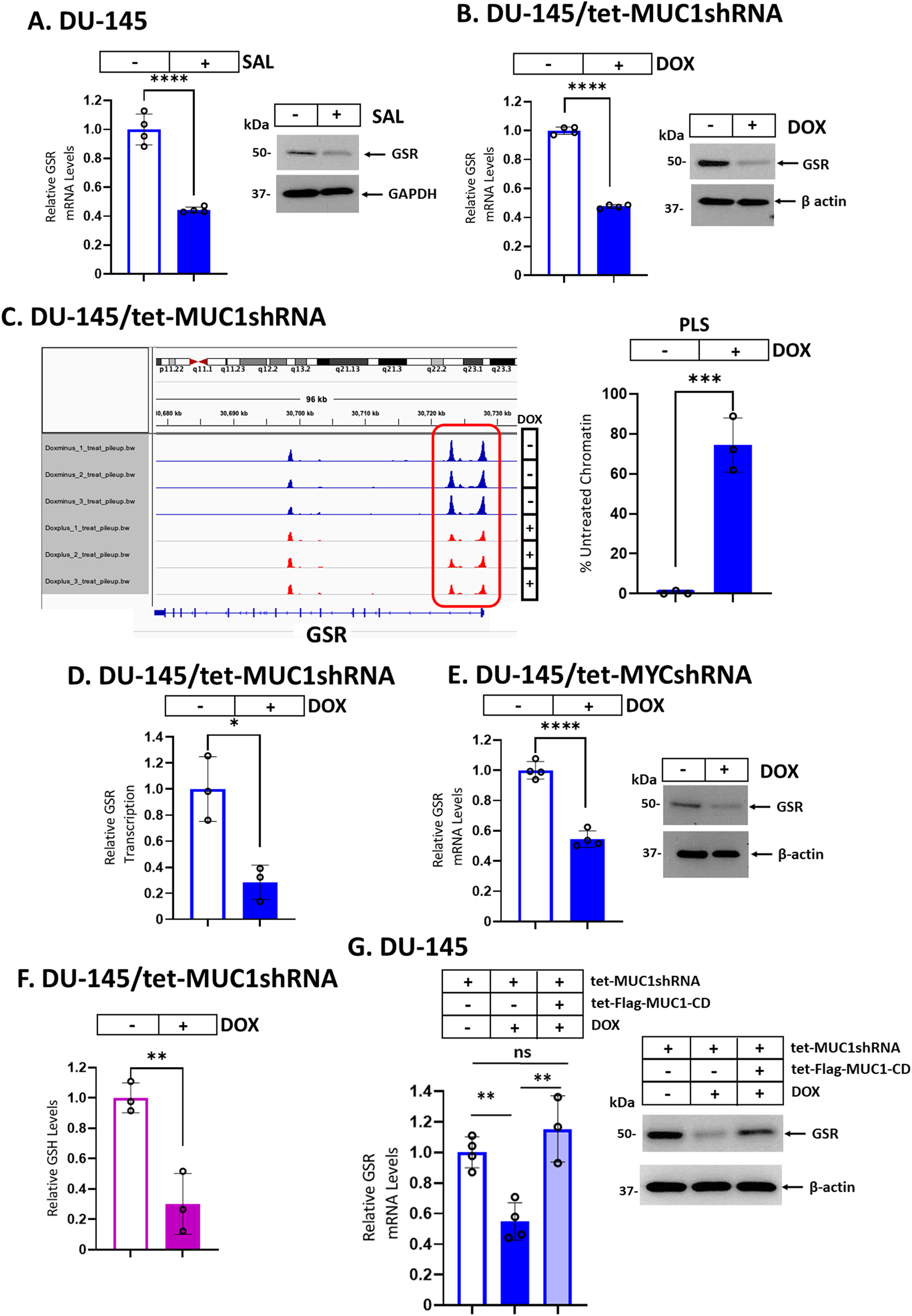 Fig. 3: MUC1-C activates GSR expression by a MYC-dependent mechanism.