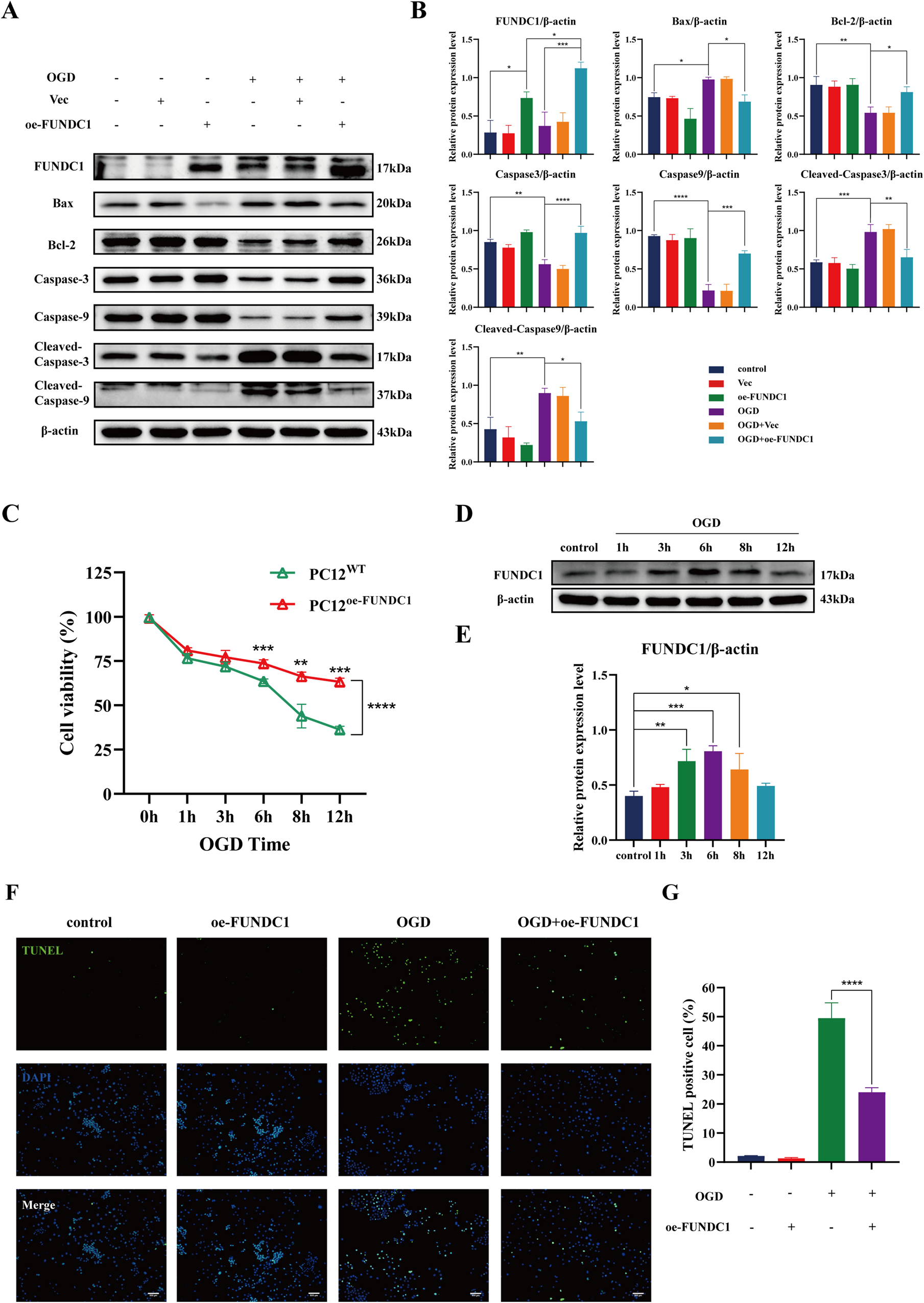 Fig. 3: FUNDC1 inhibited apoptosis and enhanced the function of PC12 cells after OGD.