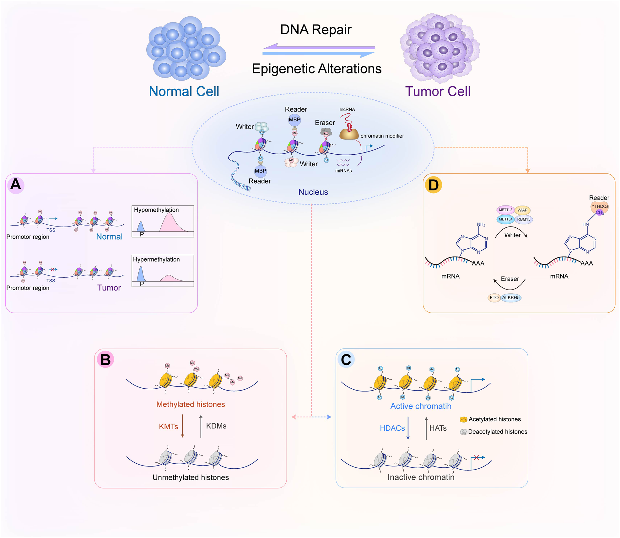 Cancer epigenetics: from laboratory studies and clinical trials to precision  medicine