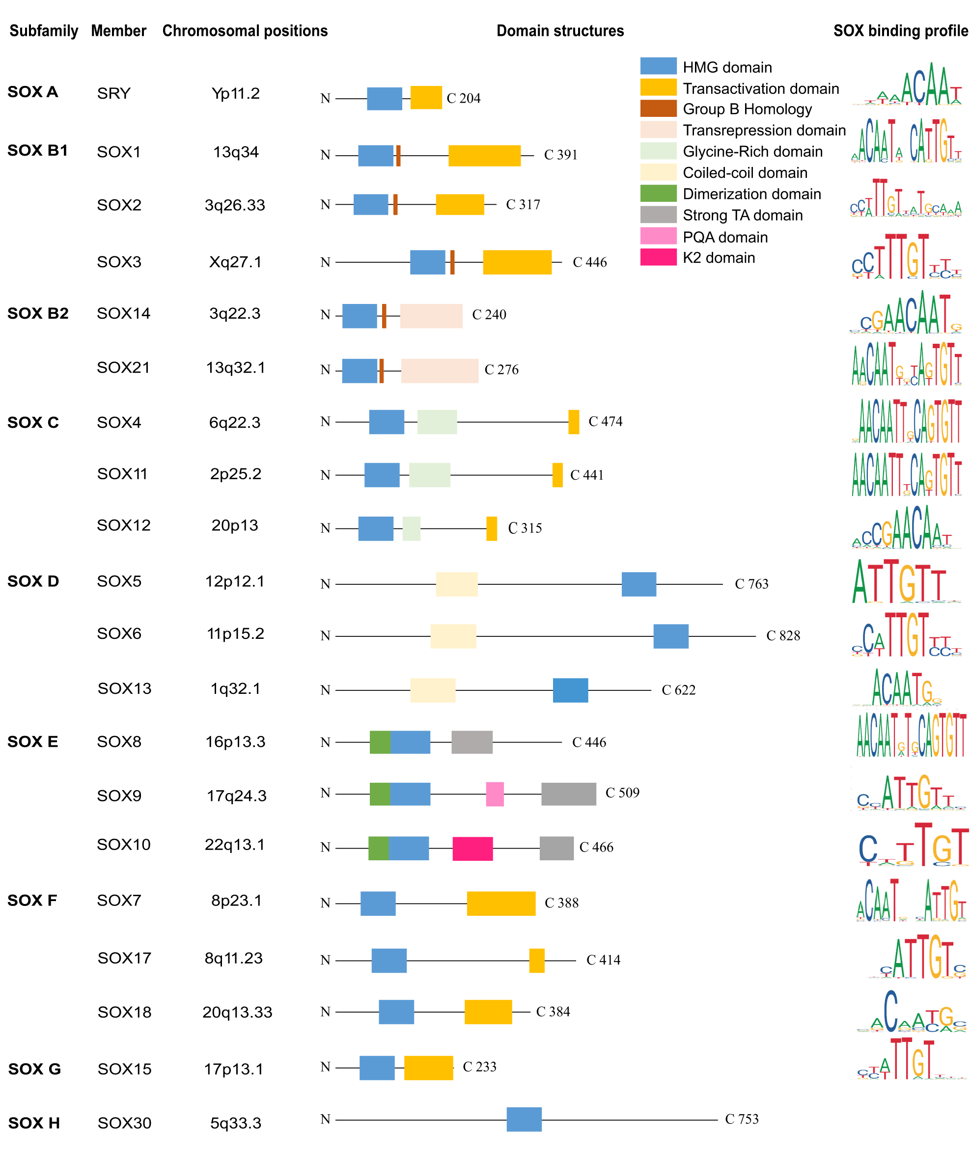 Fig. 1: Domain structure and binding profile of human SOX transcription factors.