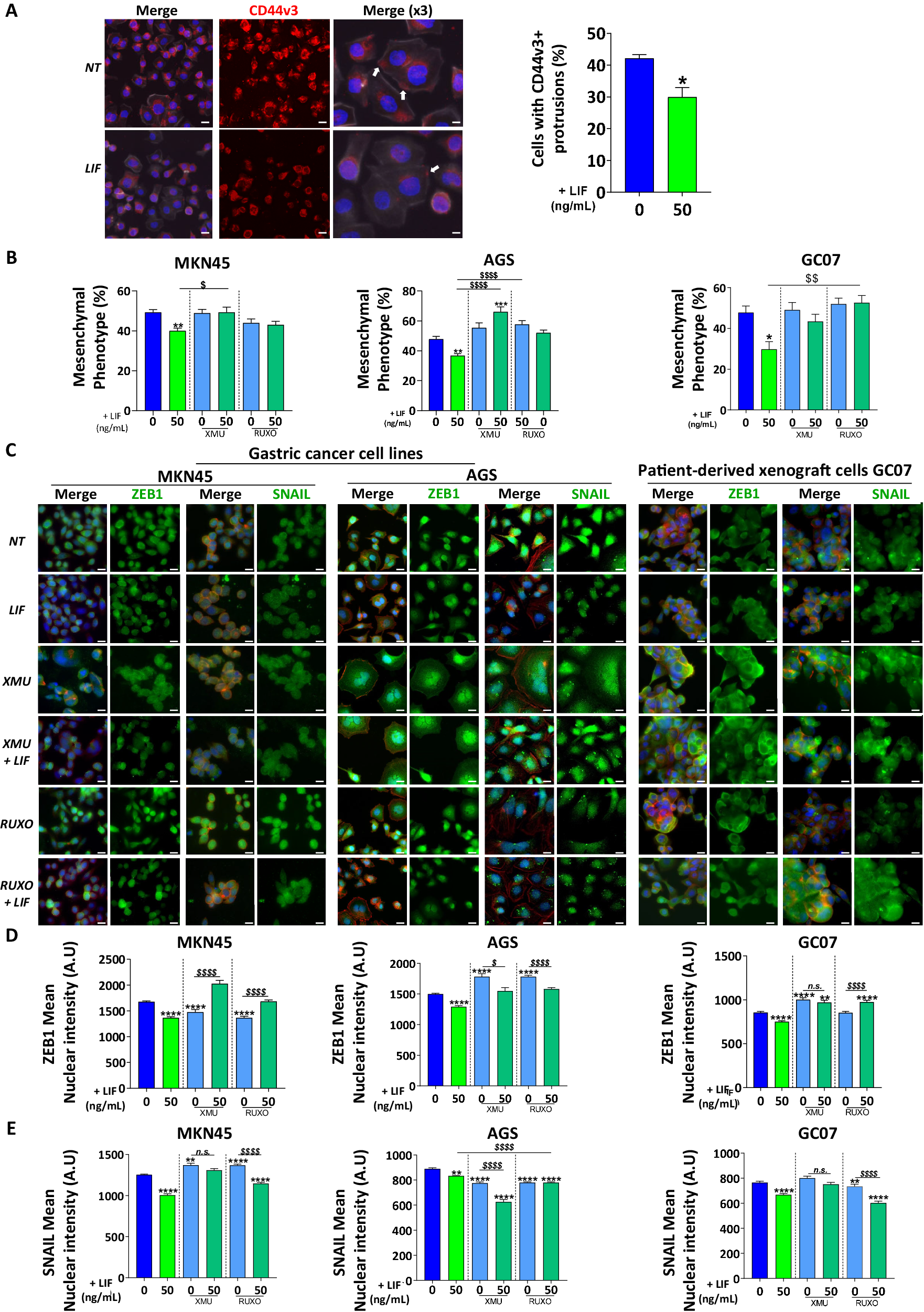 Fig. 2: Leukaemia inhibitory factor decreases EMT-associated transcription factors nuclear expression and EMT phenotype of GC cells.