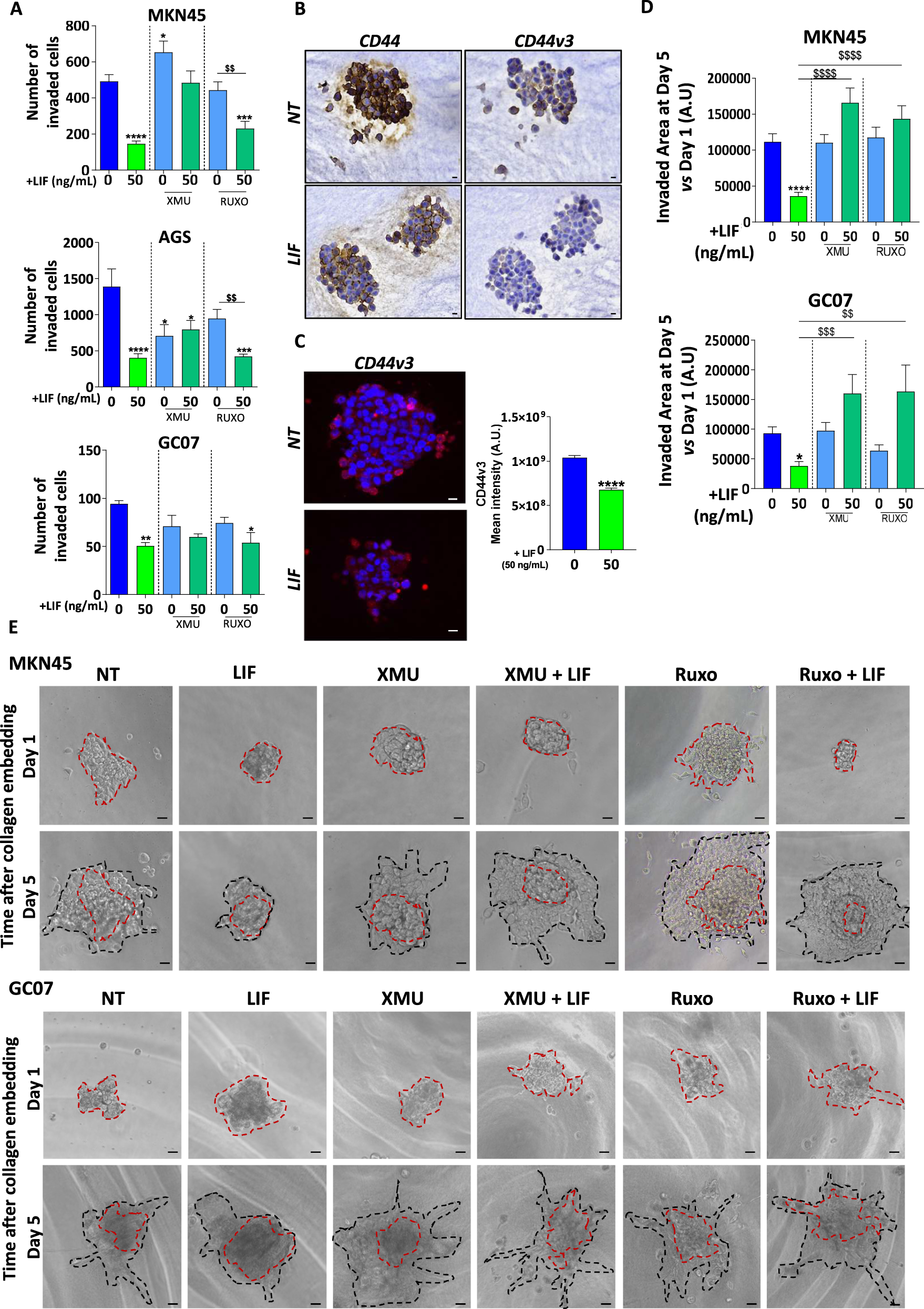 Fig. 3: Leukaemia inhibitory factor decreases invasion of gastric cancer cells and Metastasis-initiating CSC.
