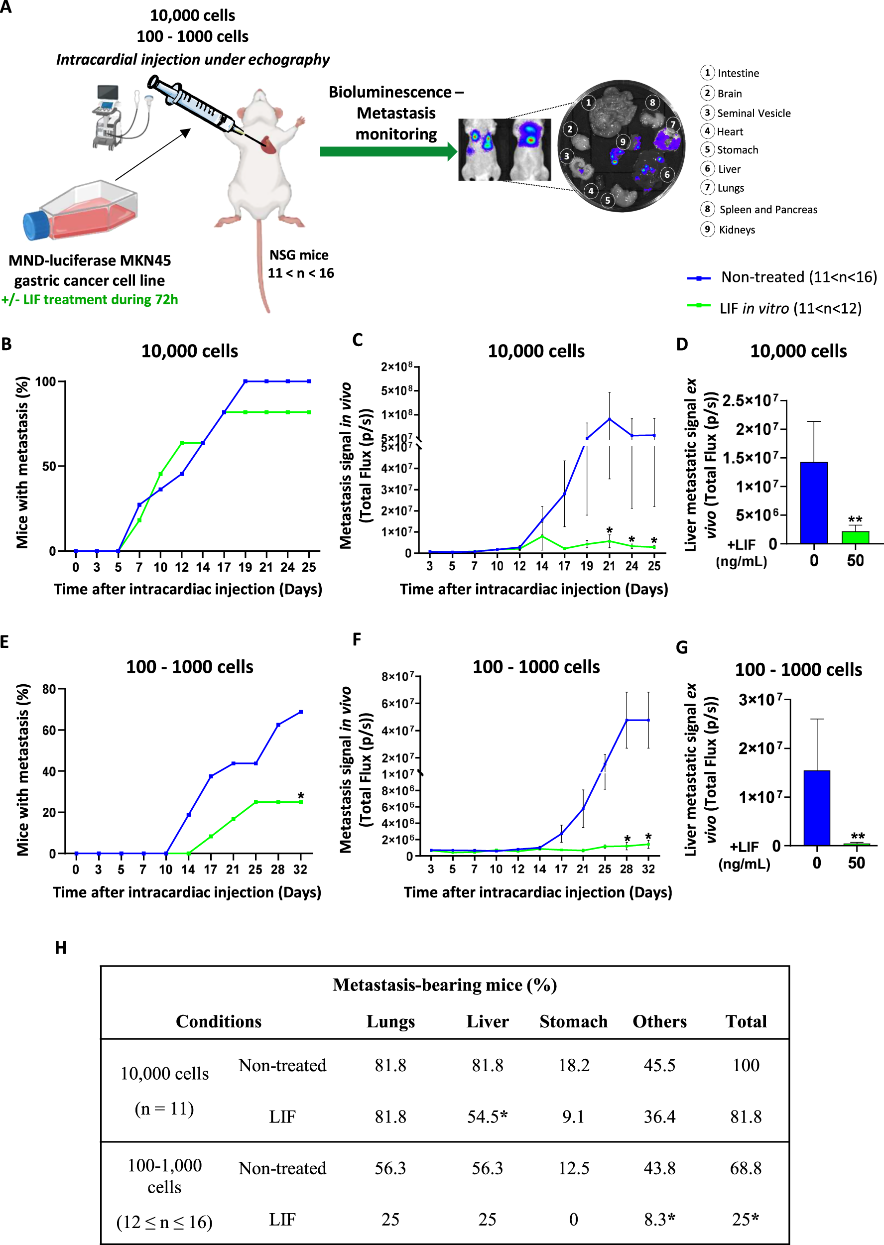 Fig. 5: Leukaemia Inhibitory Factor presents anti-metastatic properties in vivo and affects organ colonisation.