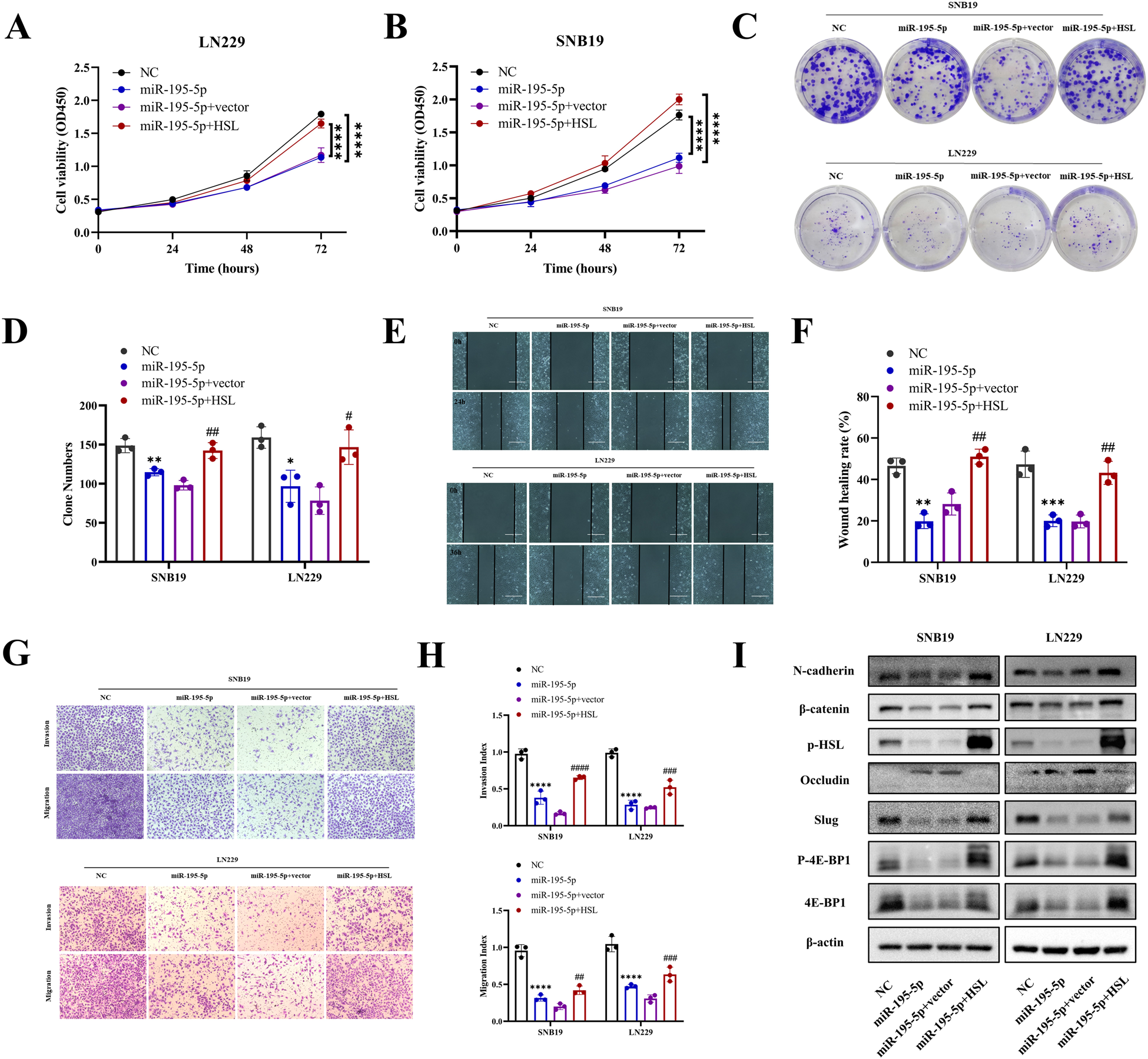 Fig. 5: MiR-195-5p/HSL axis accelerated malignant progression of glioblastoma in vitro.