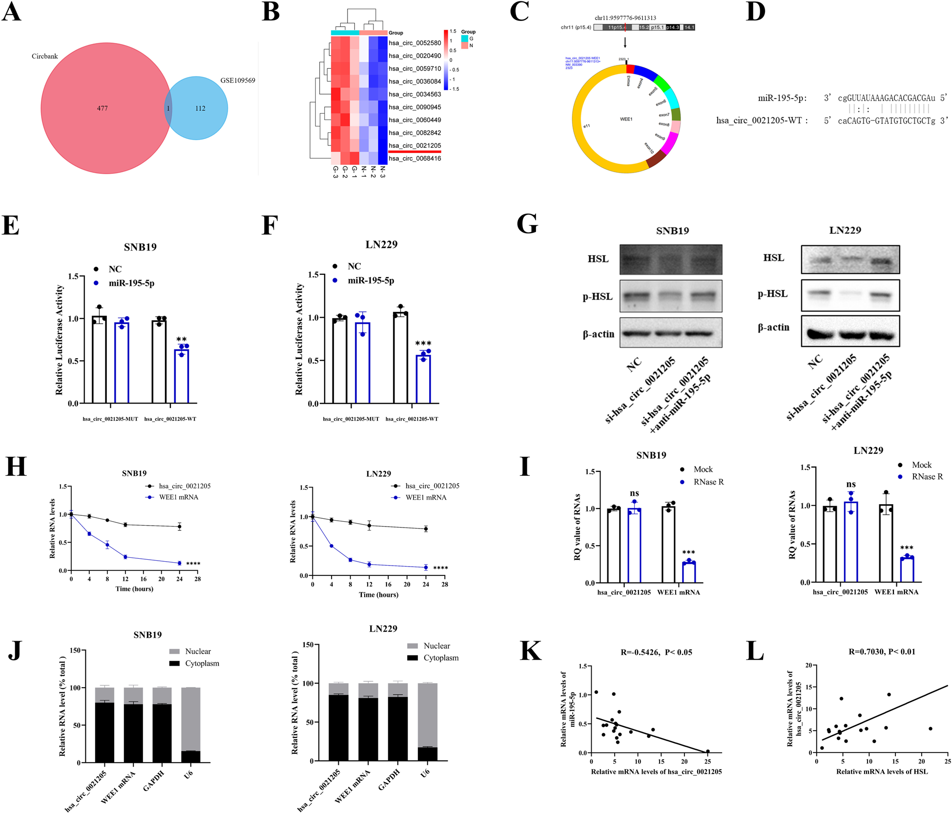 Fig. 6: Hsa_circ_0021205 sponged miR-195-5p to regulate HSL expression.