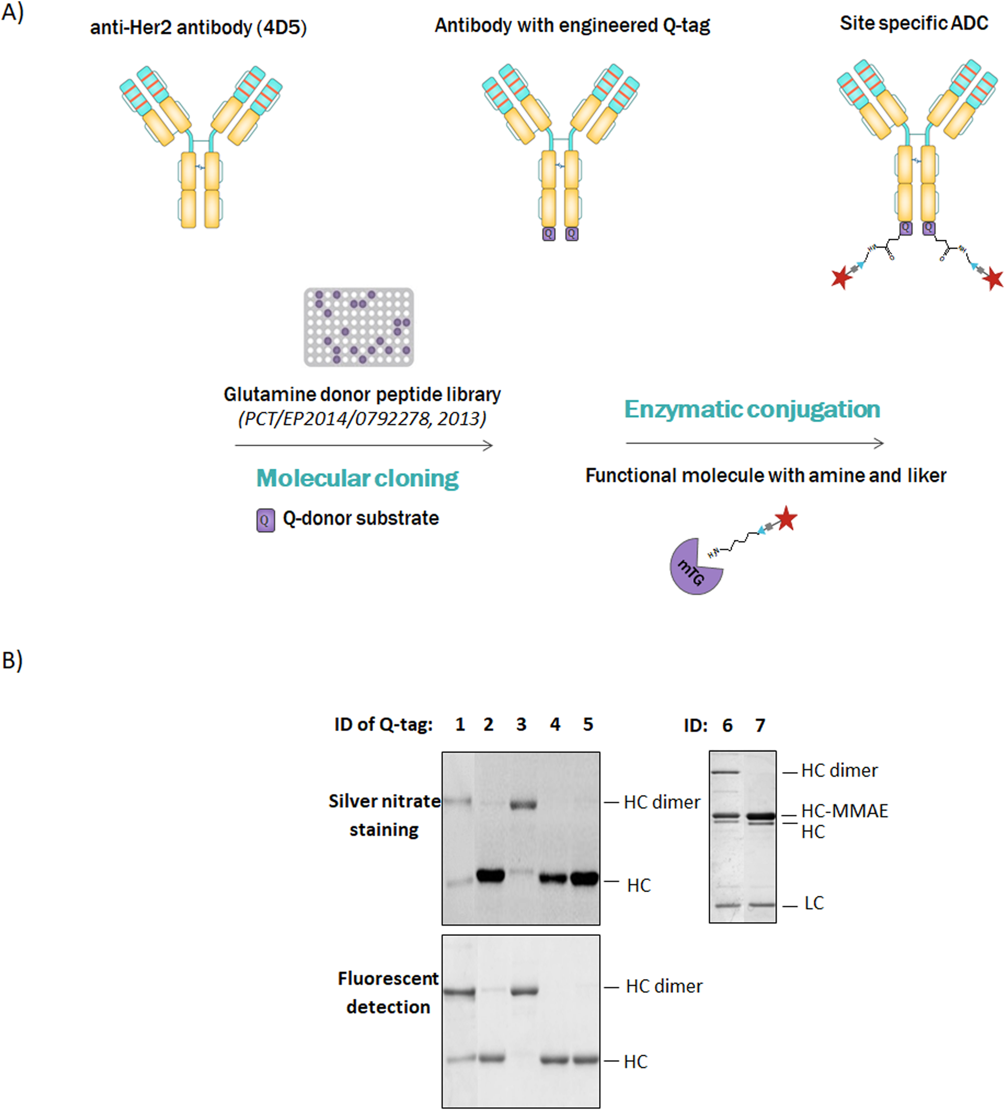 Antibody and antibody fragments site-specific conjugation using ...