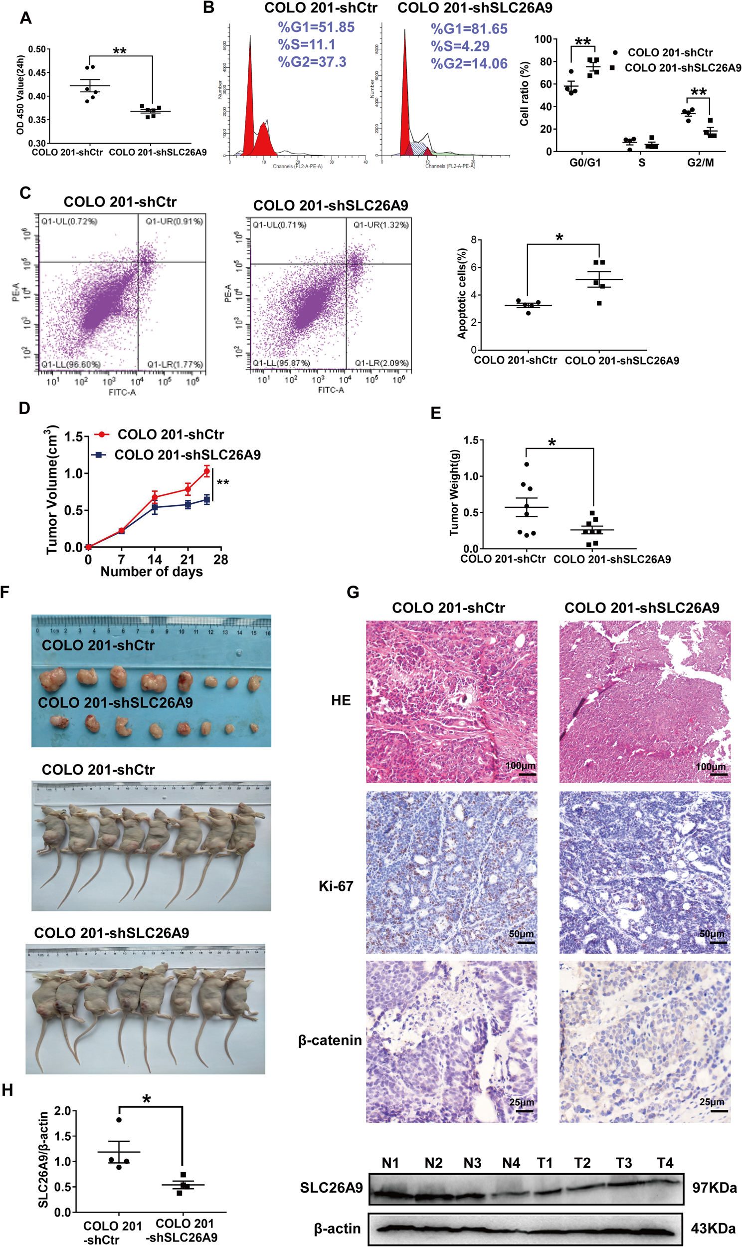 Fig. 4: Inhibiting SLC26A9 expression in colon cancer cells inhibits neoplastic growth both in vitro and in vivo.