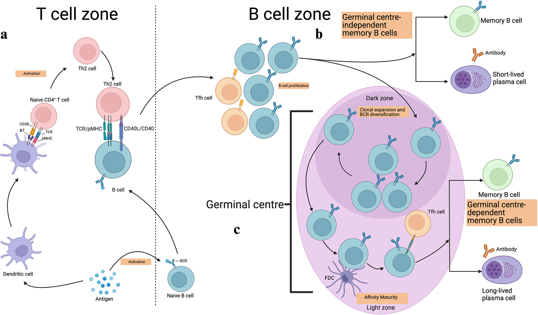 B cell memory: from generation to reactivation: a multipronged defense wall  against pathogens | Cell Death Discovery