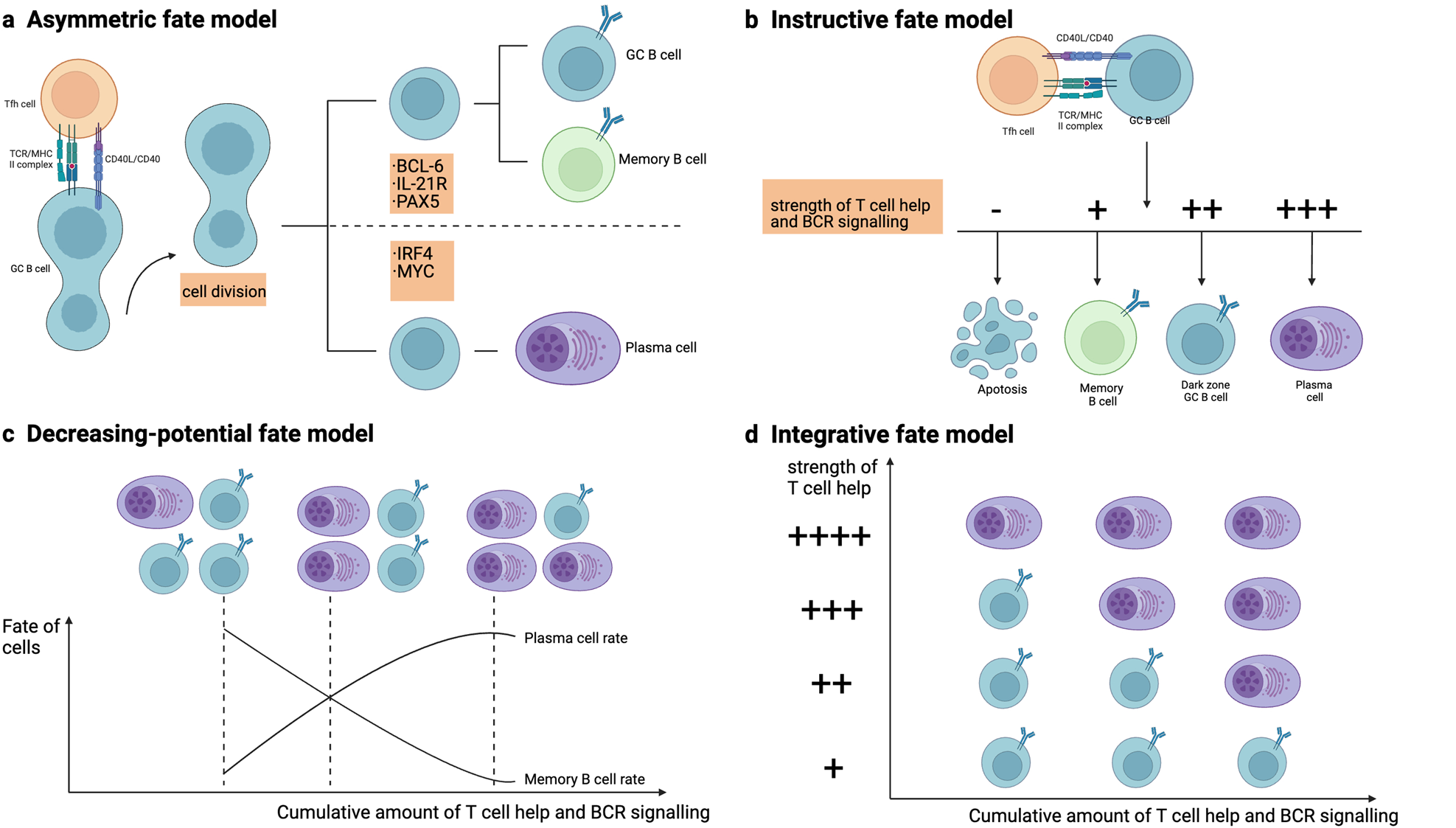 Fig. 2: Different models of fate determination in germinal center (GC) B cells.
