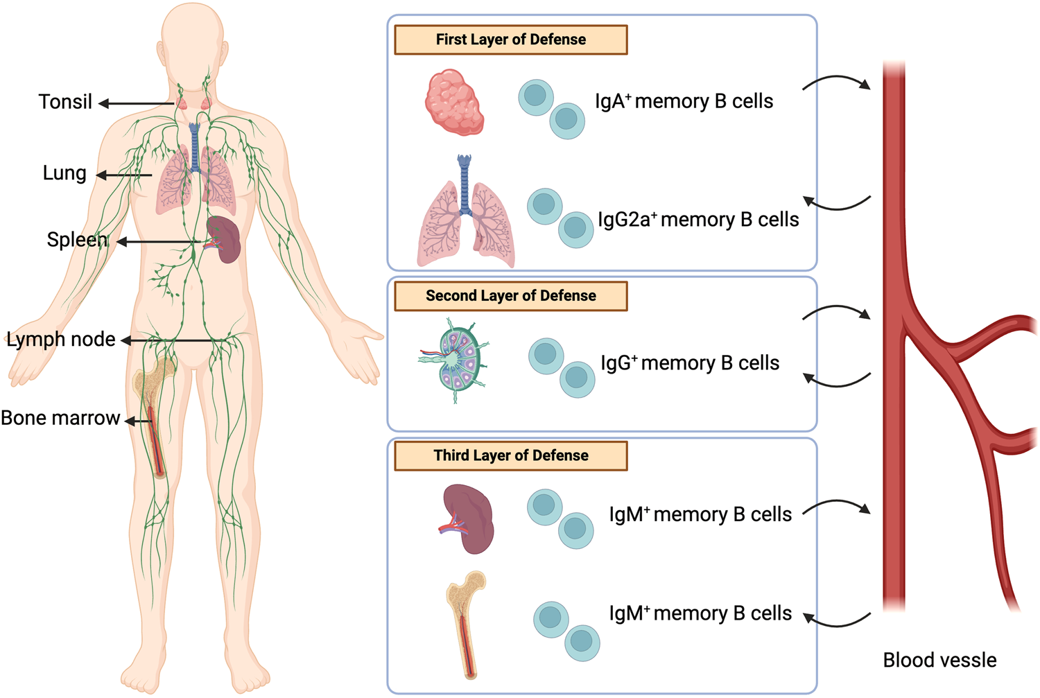 Fig. 7: Heterogeneity in the memory B cell pool offers multilayered defense upon reinfection.
