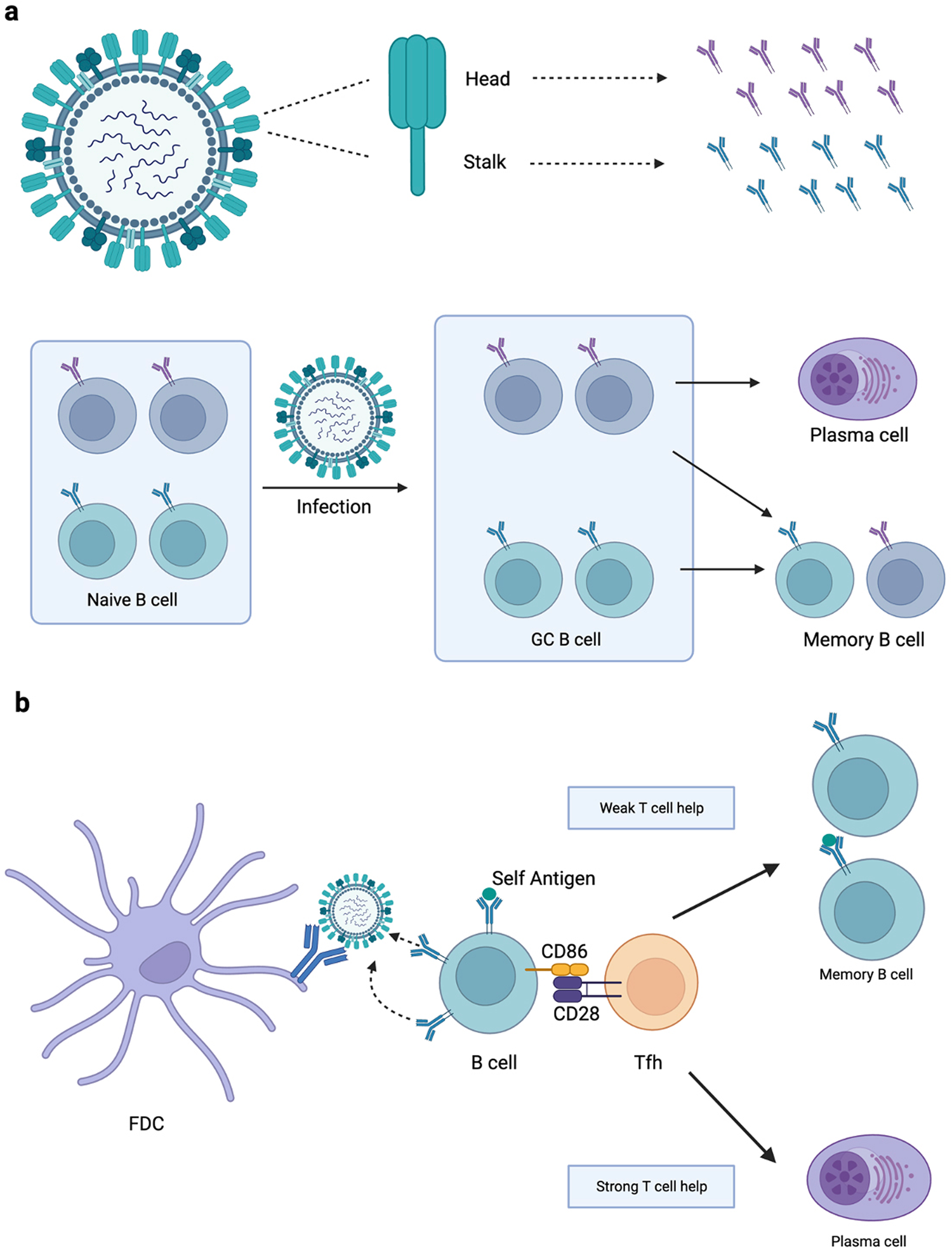Fig. 8: Generation of memory B cells upon viral infection.