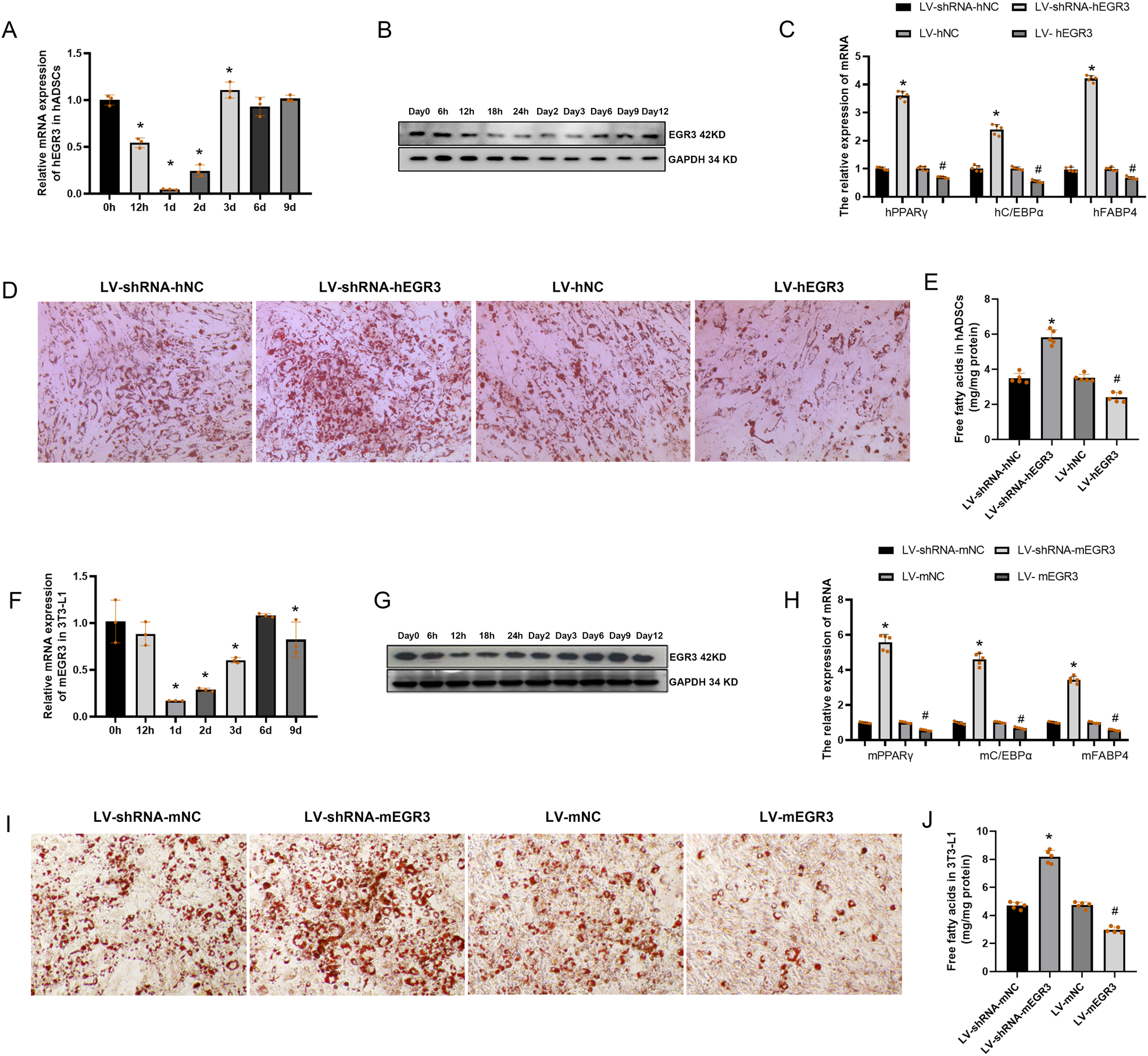 Fig. 3: The EGR3 negatively regulates adipogenesis in hADSCs and 3T3-L1.