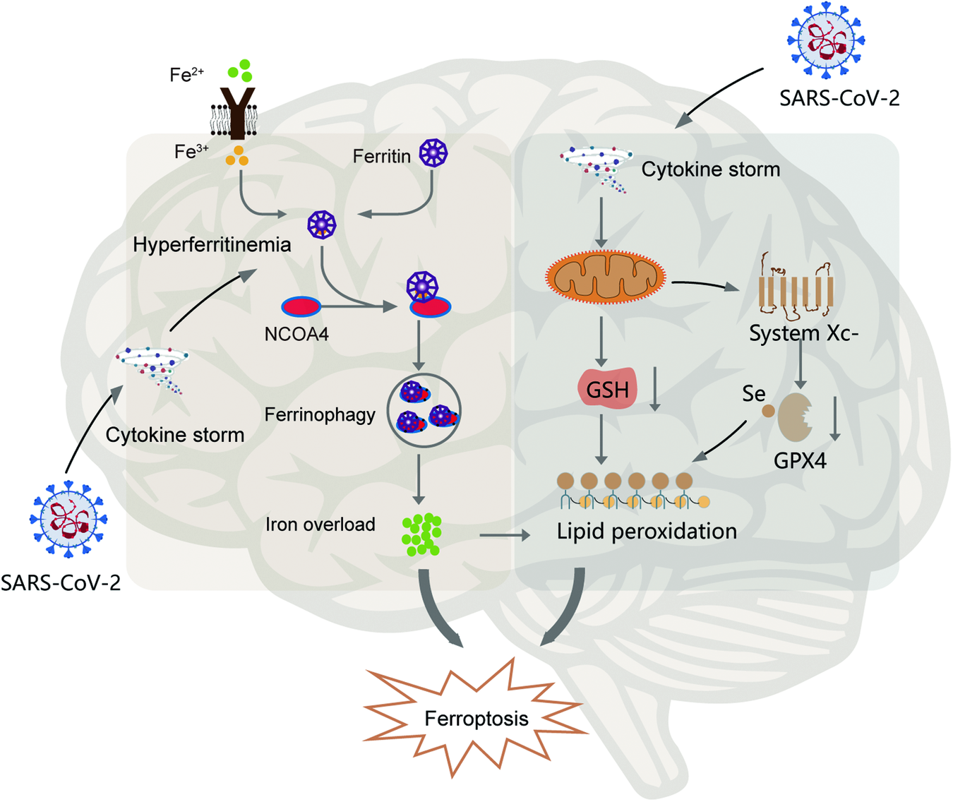 COVID-19 related neurological manifestations in Parkinson's disease: has  ferroptosis been a suspect?
