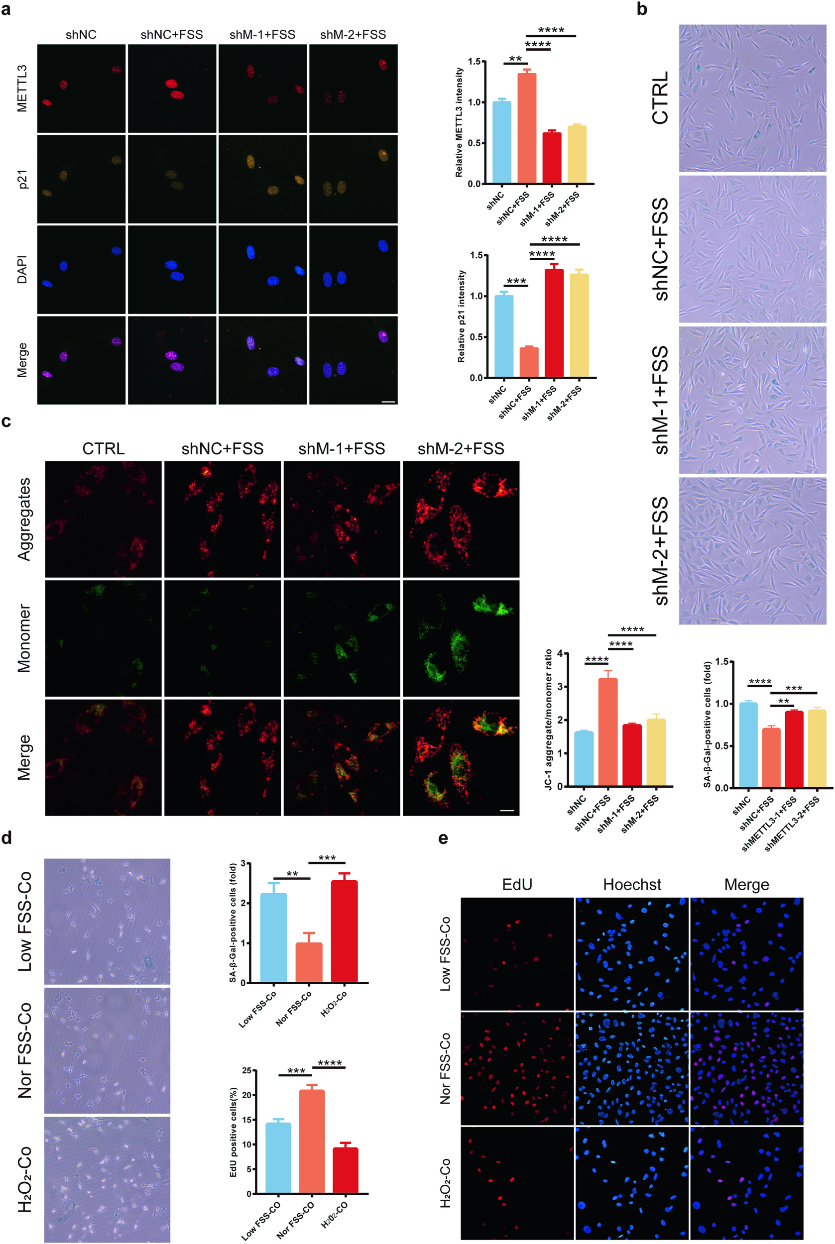 Fig. 3: Osteoblast function affects bone microenvironment.