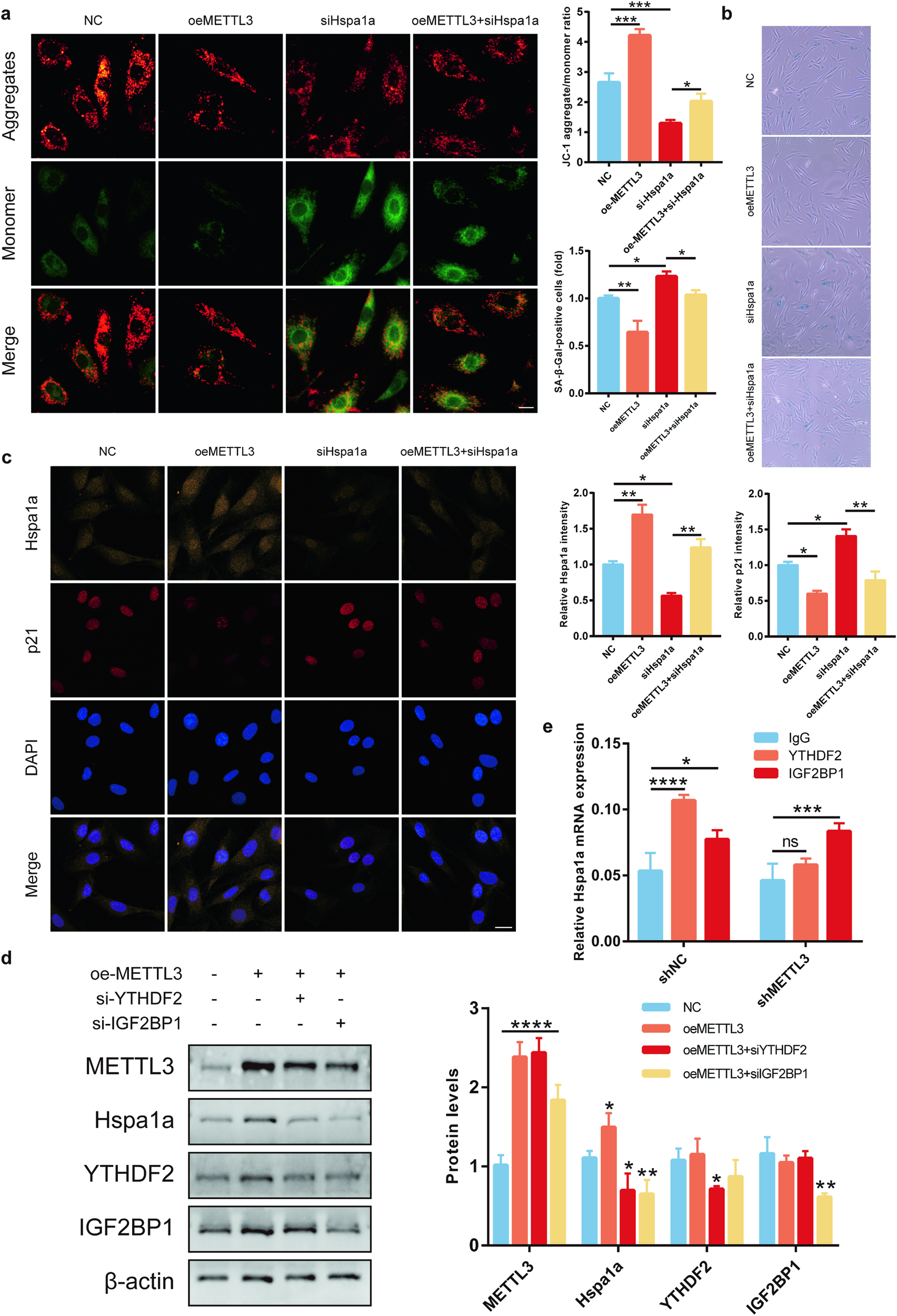 Fig. 5: METTL3-driven m6A modification directs YTHDF2-dependent Hspa1a mRNA decay.