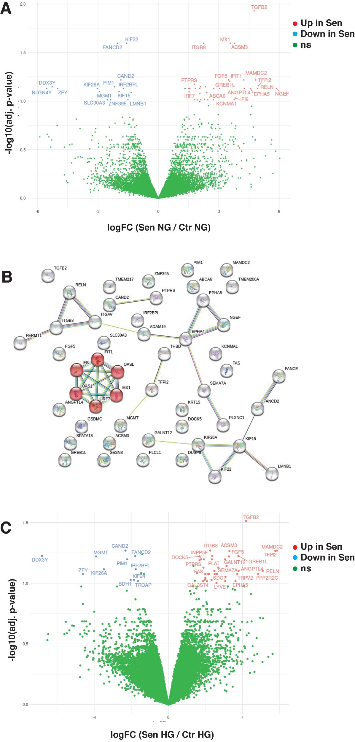 Fig. 3: RNA-sequencing analysis of HUVECs.
