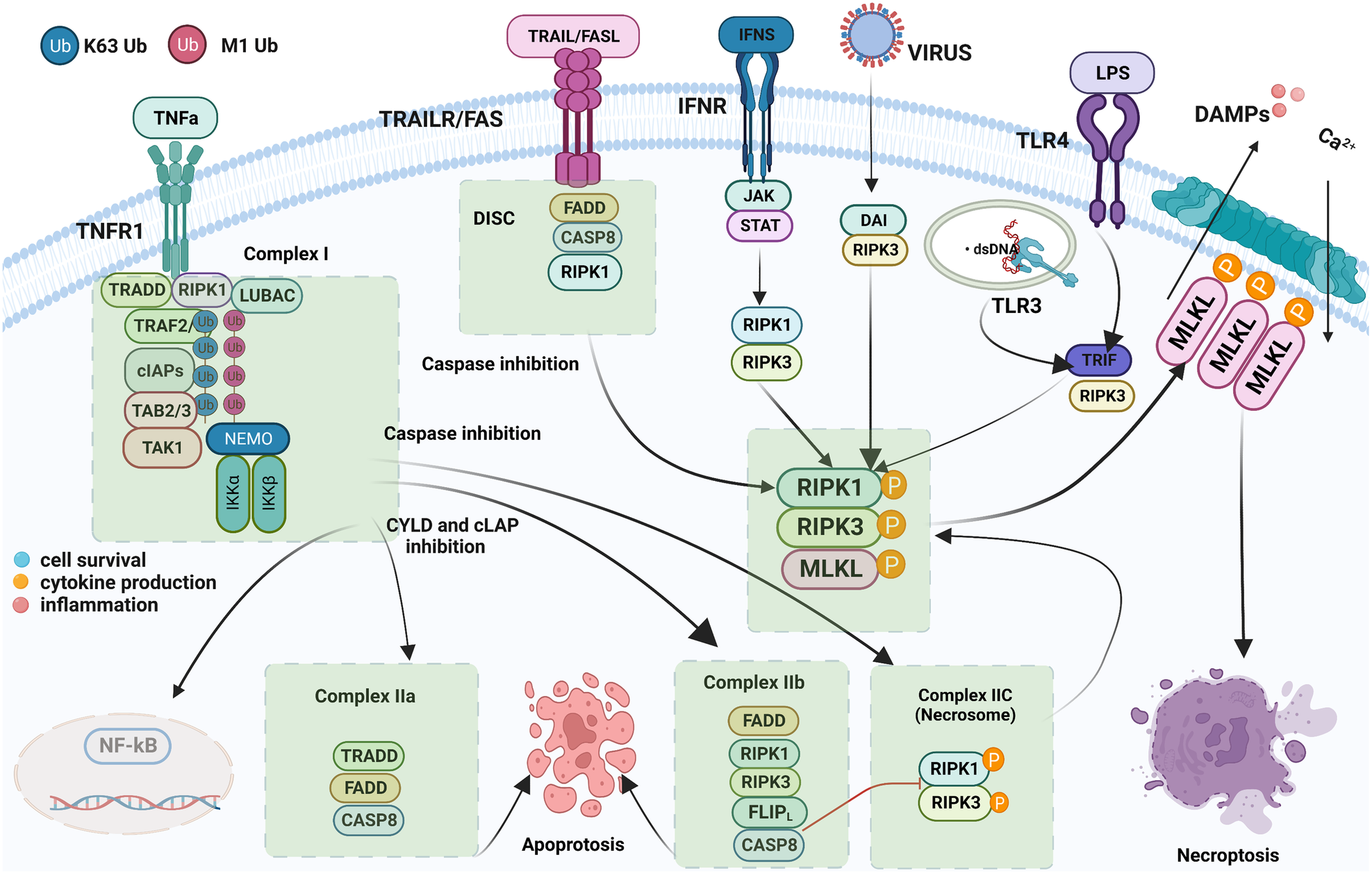 Fig. 2: RIPK3 induces inflammasome activation and cytokine production.