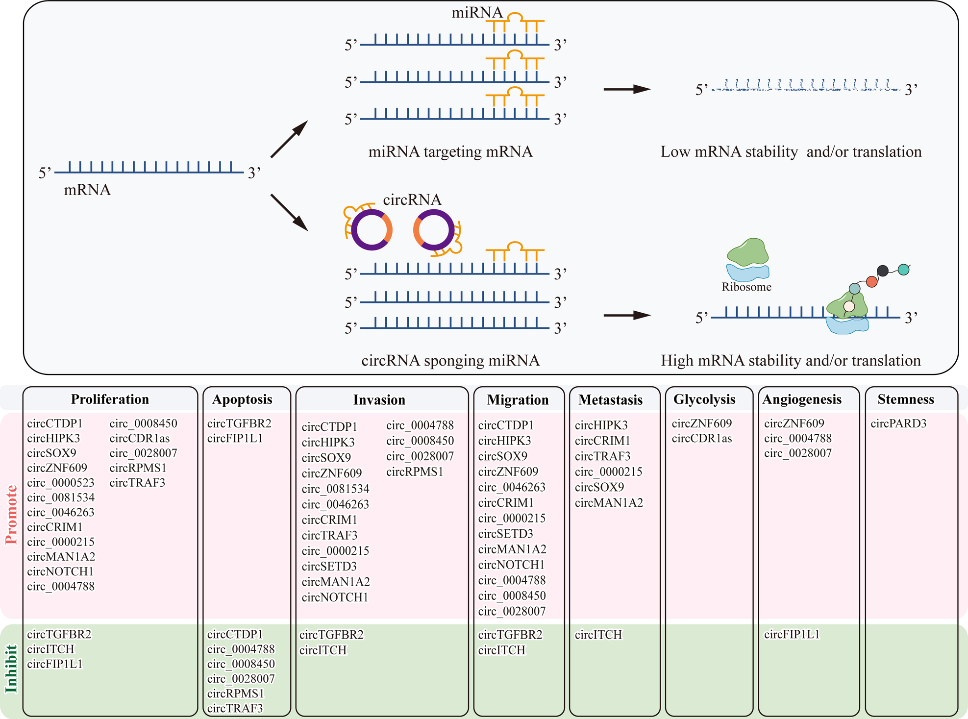Fig. 2: CircRNAs regulate the progression of NPC by functioning as miRNA sponges.