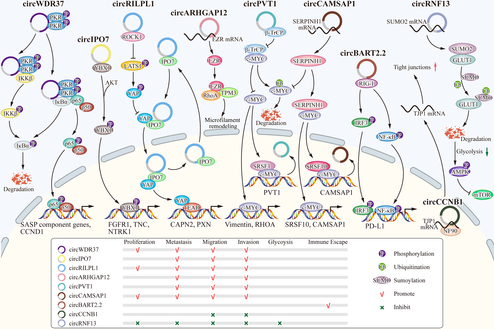 Fig. 3: CircRNAs regulate the progression of NPC by interacting with proteins and mRNAs.