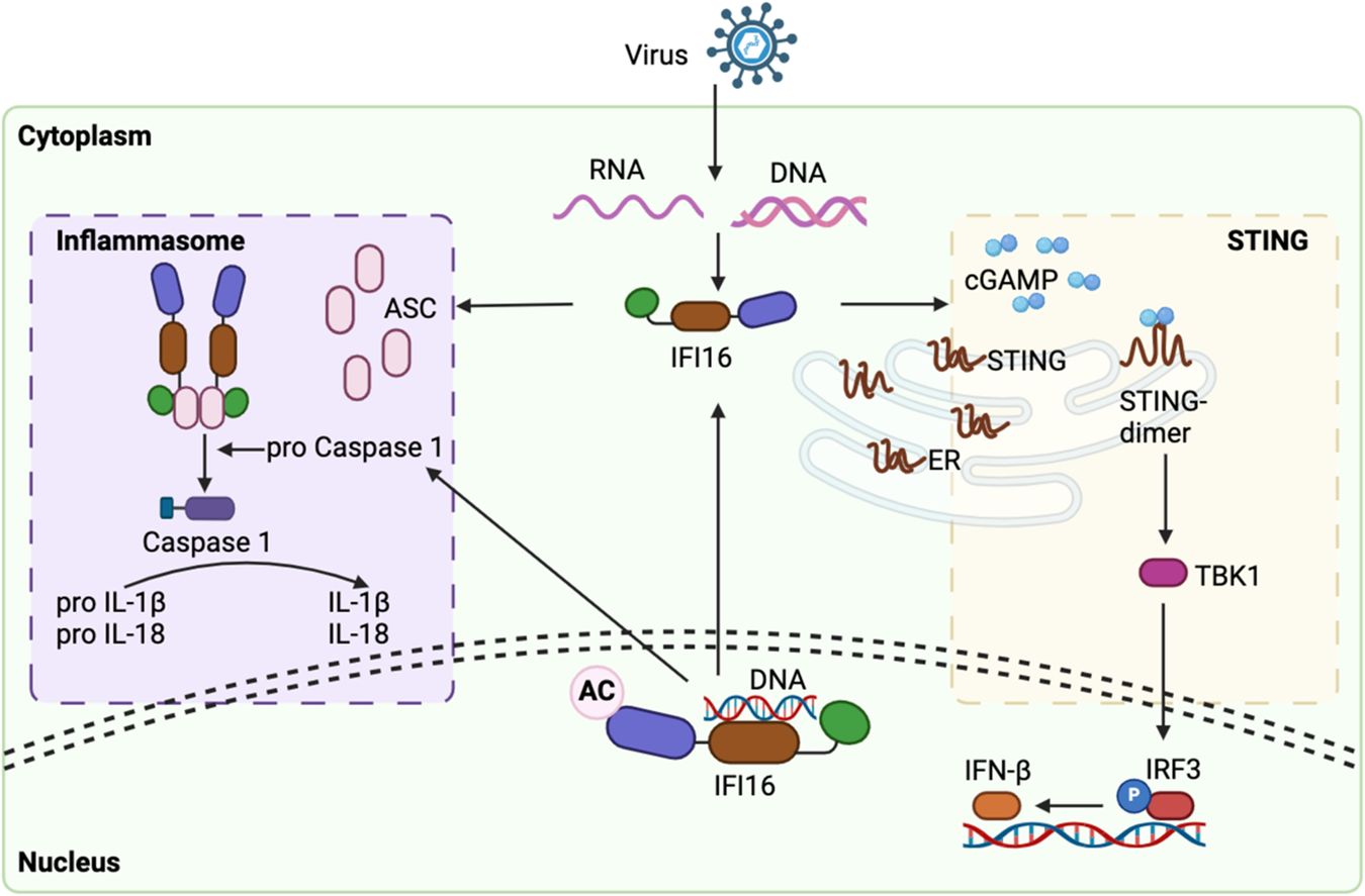 The role of IFI16 in regulating PANoptosis and implication in  