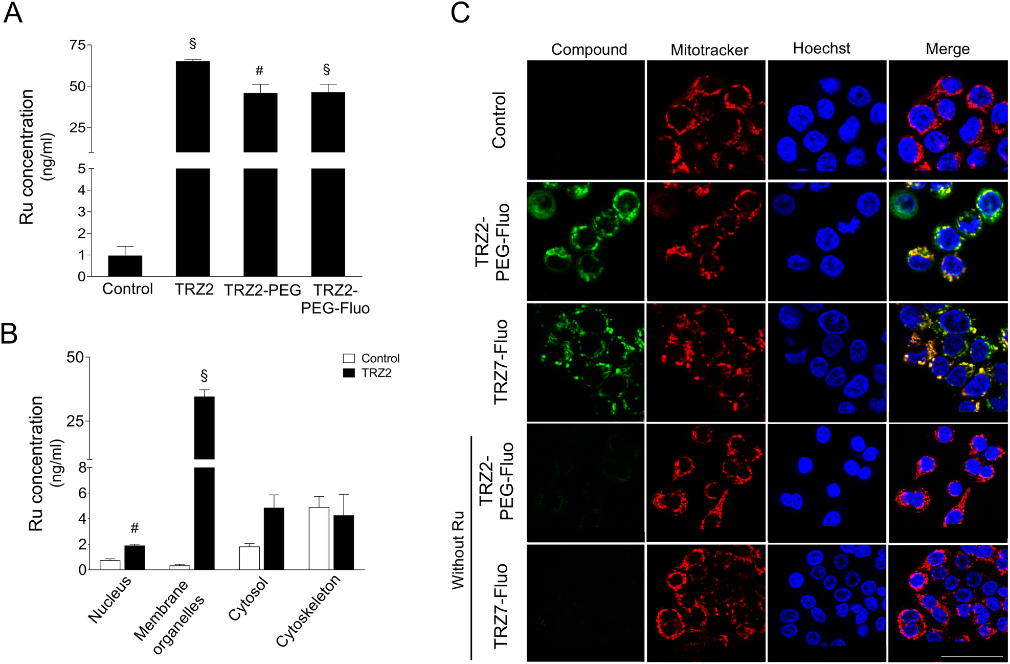 Fig. 2: Ru-TRZ hybrids enter HT29 cancer cells and accumulate preferentially in mitochondria.