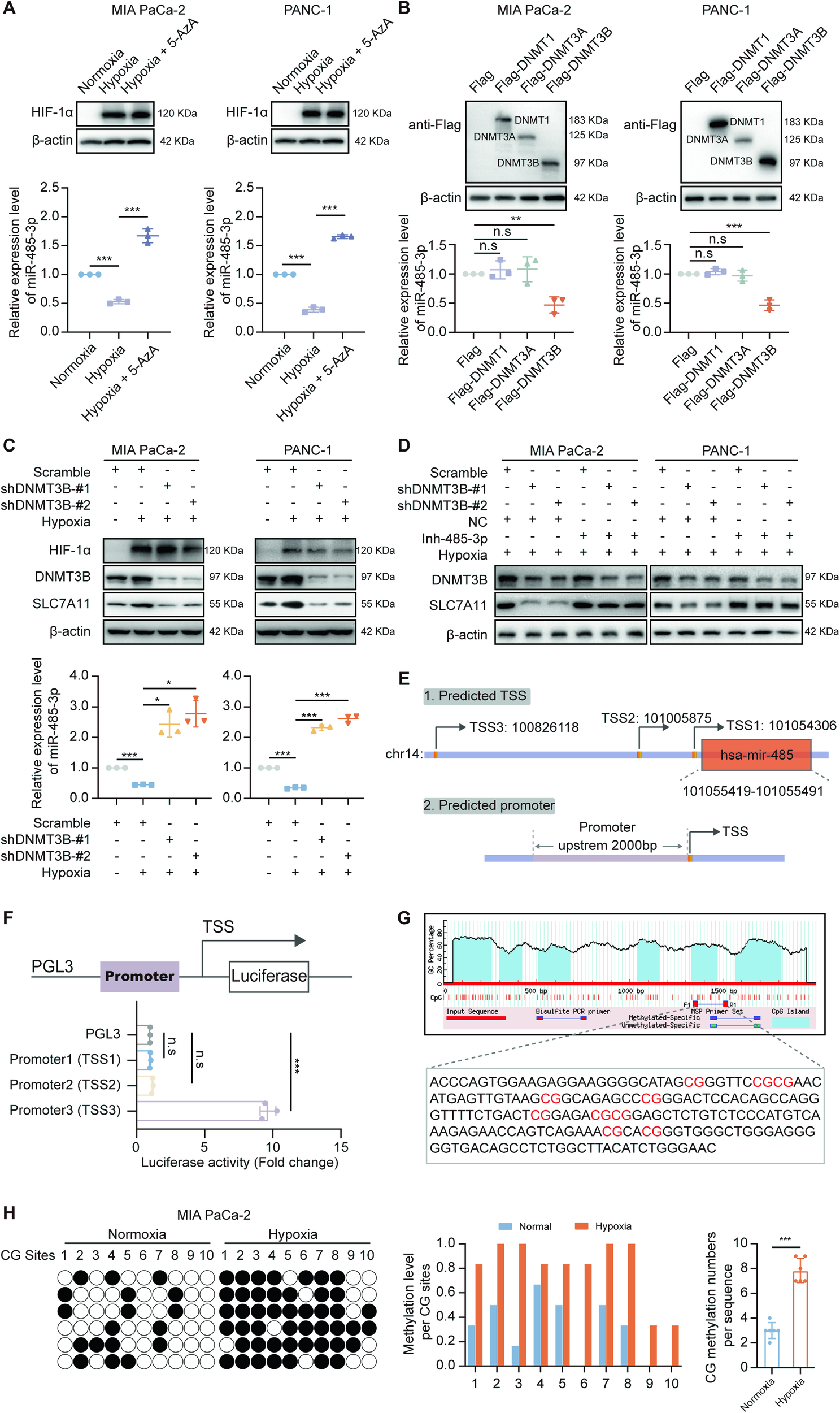 Fig. 6: The methylation of the miR-485-3p promoter region was mediated by DNMT3B under hypoxia.
