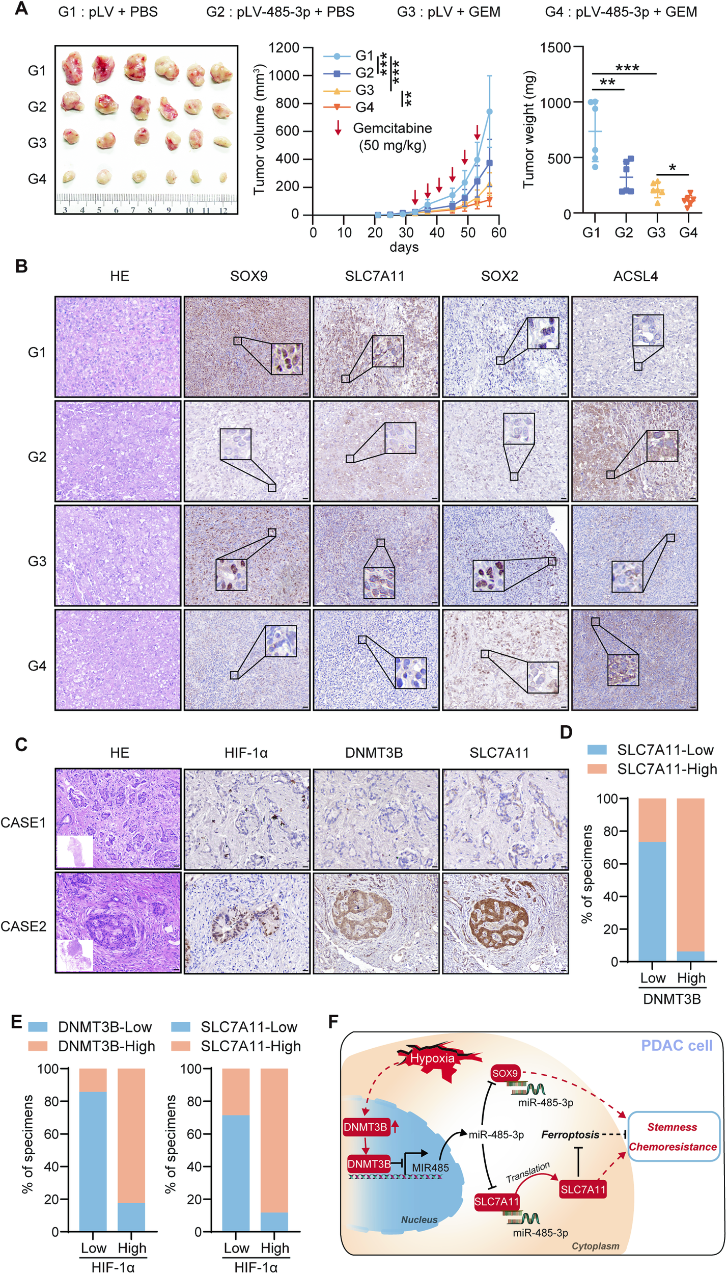 Fig. 8: MiR-485-3p increased chemosensitivity in vivo and the correlation between DNMT3B and SLC7A11 expression in patients with pancreatic cancer.