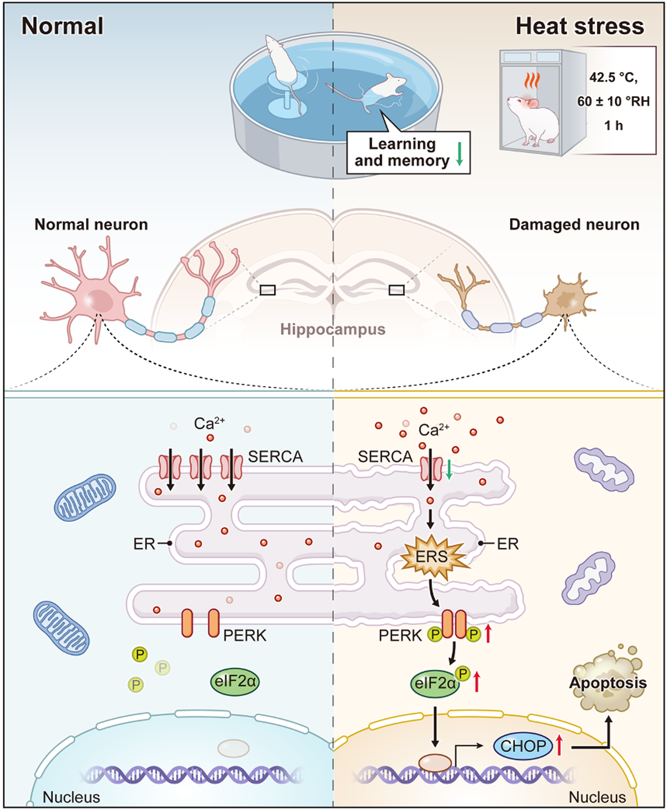Fig. 8: The schematic diagram shows the possible mechanism of cognitive decline caused by heat exposure.