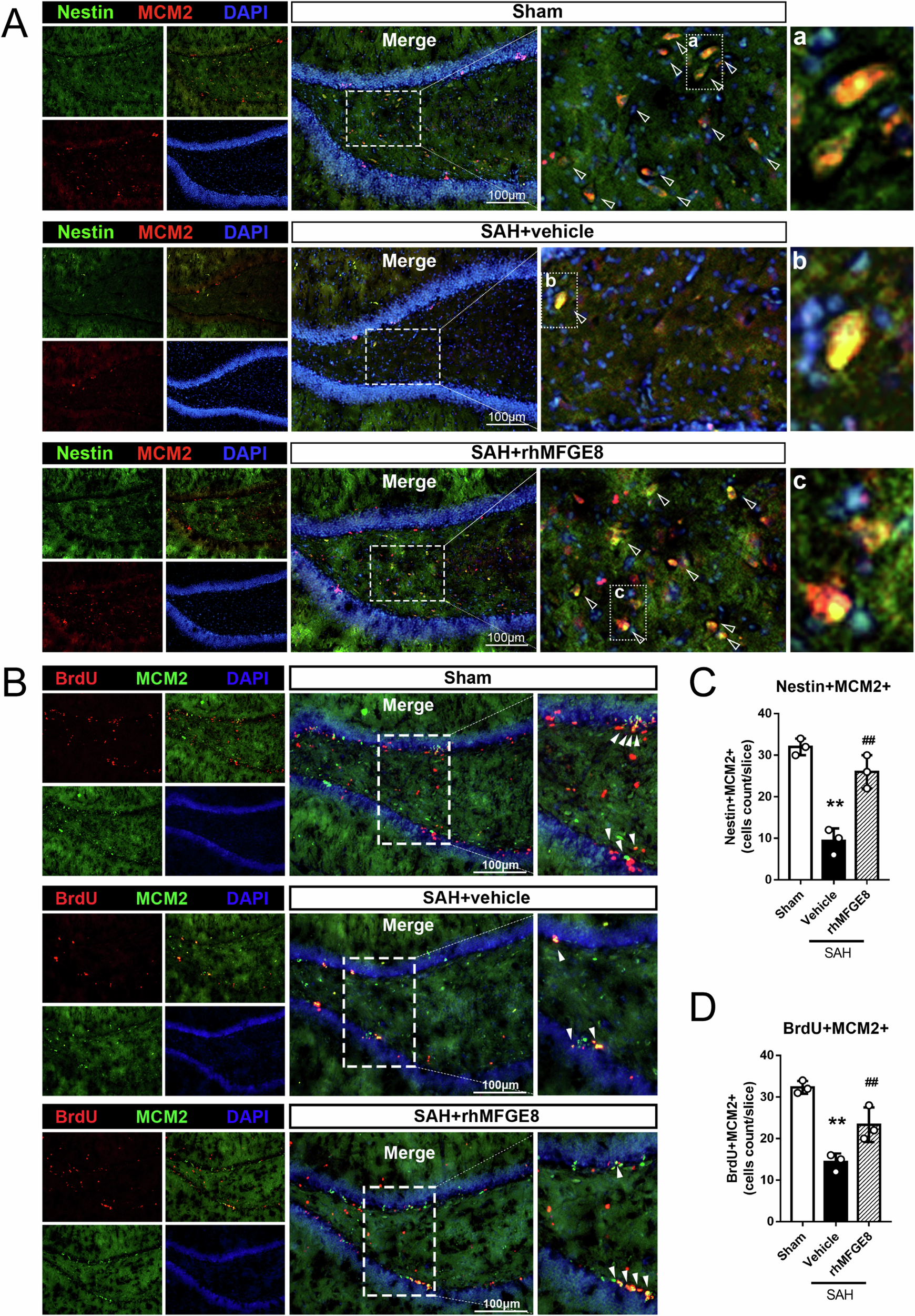 Fig. 4: Effect of rhMFGE8 application on hippocampal neural stem/progenitor cells after SAH.
